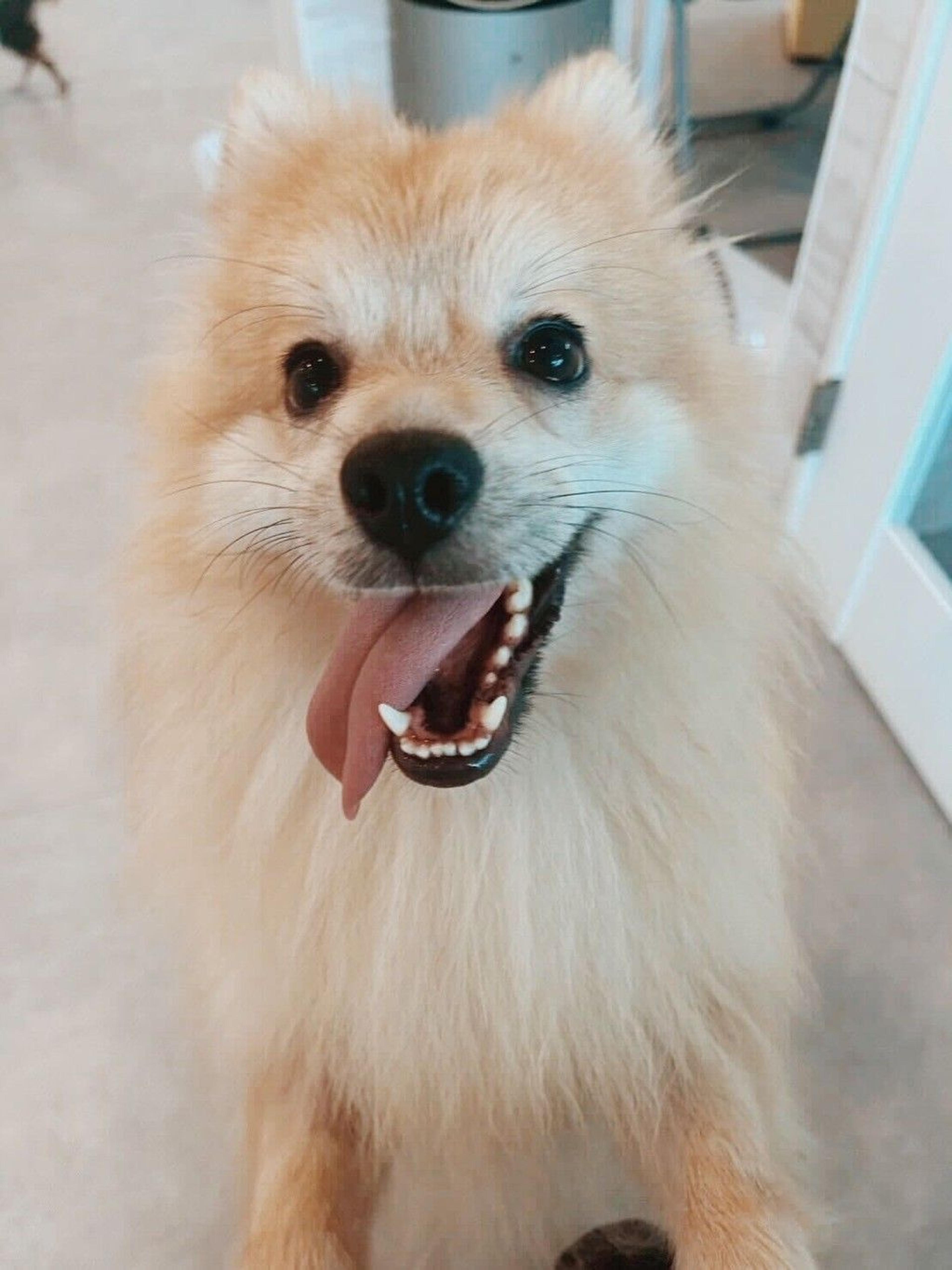 pet-image-3