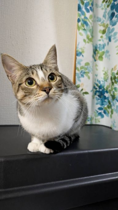 雑種（ミックス猫）・メスの里親募集の写真