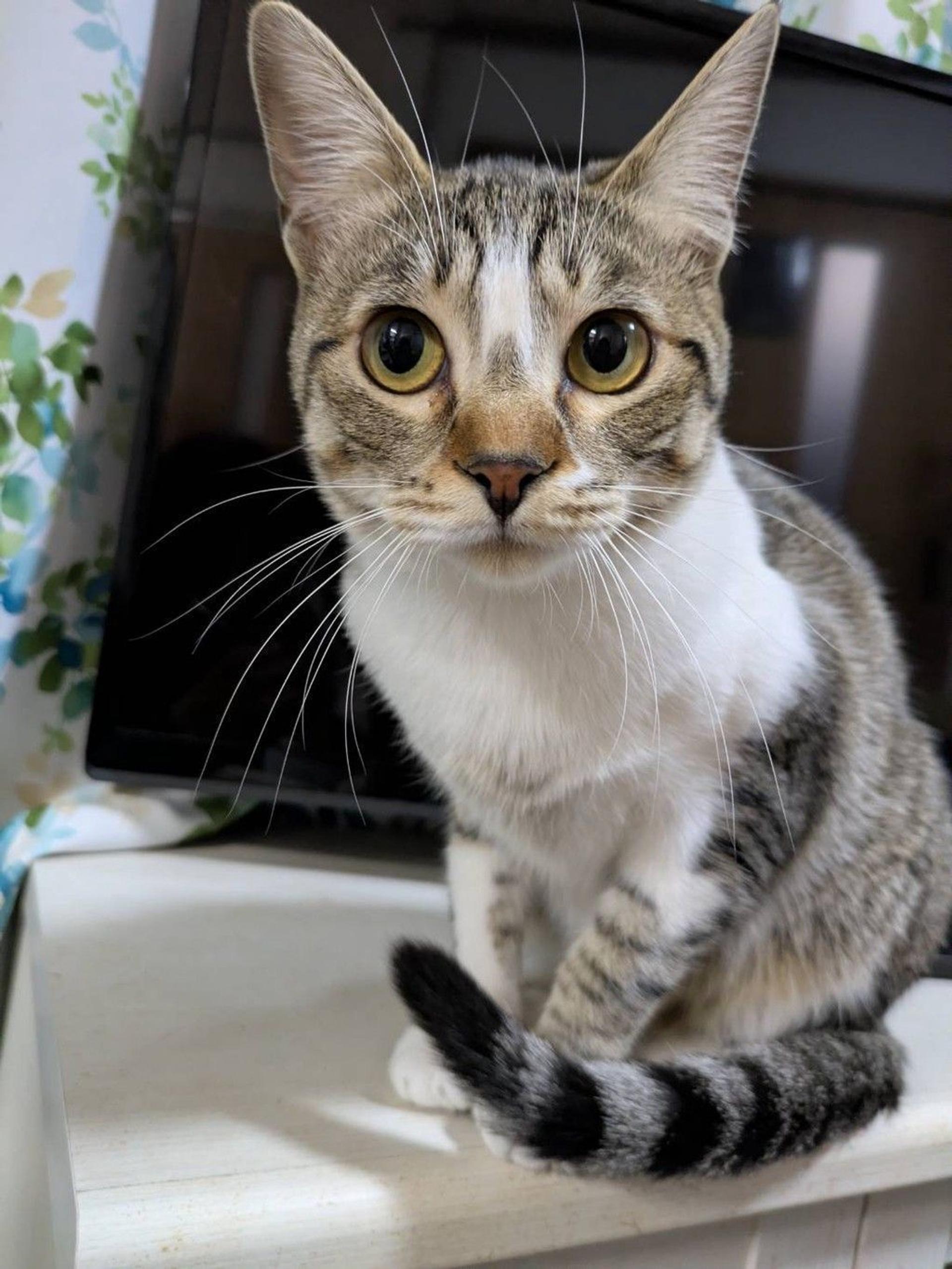 pet-image-2
