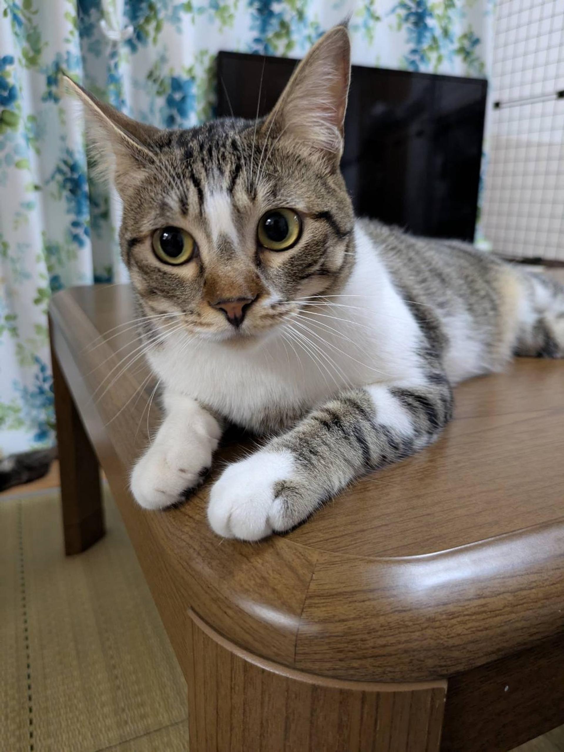 pet-image-3