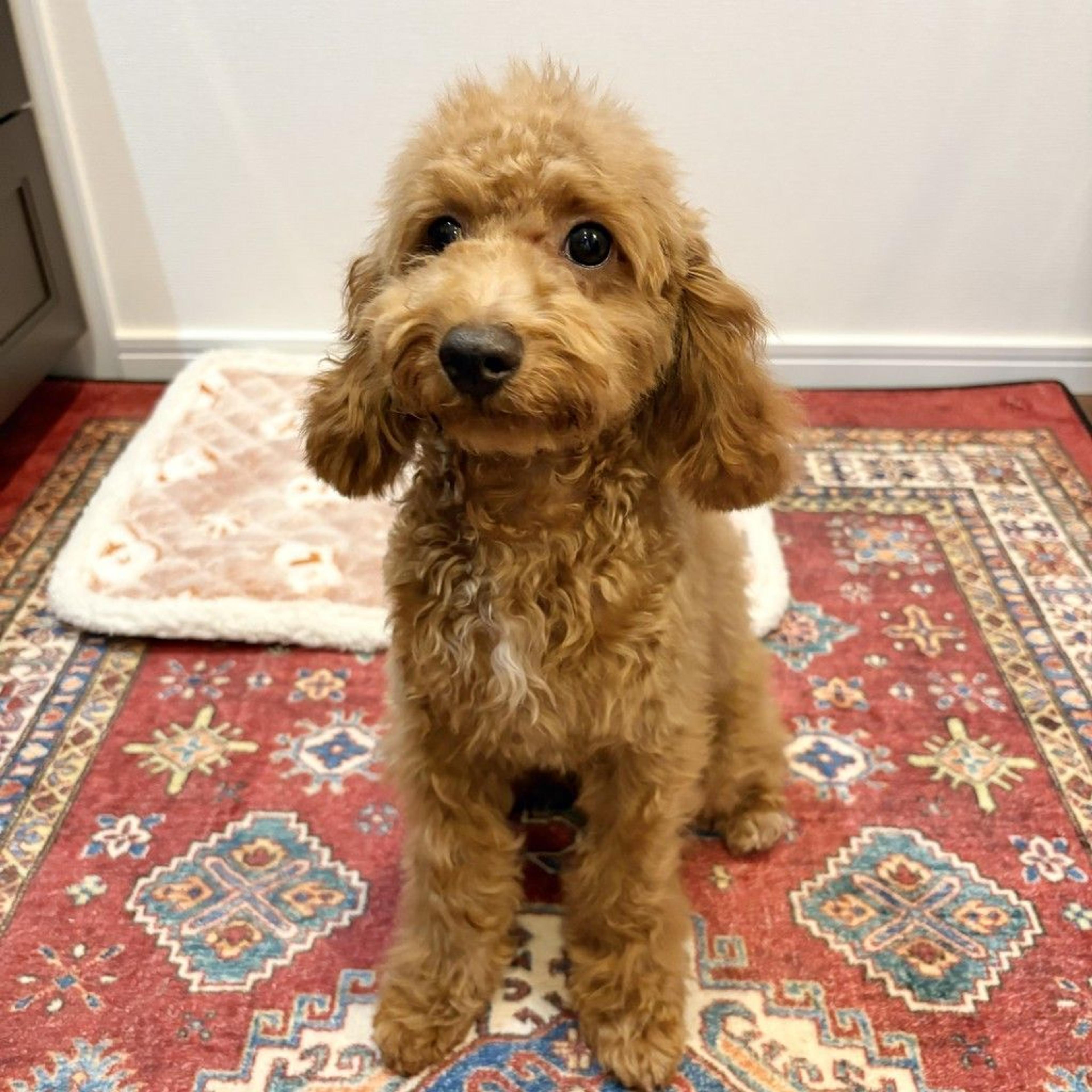 pet-image-3