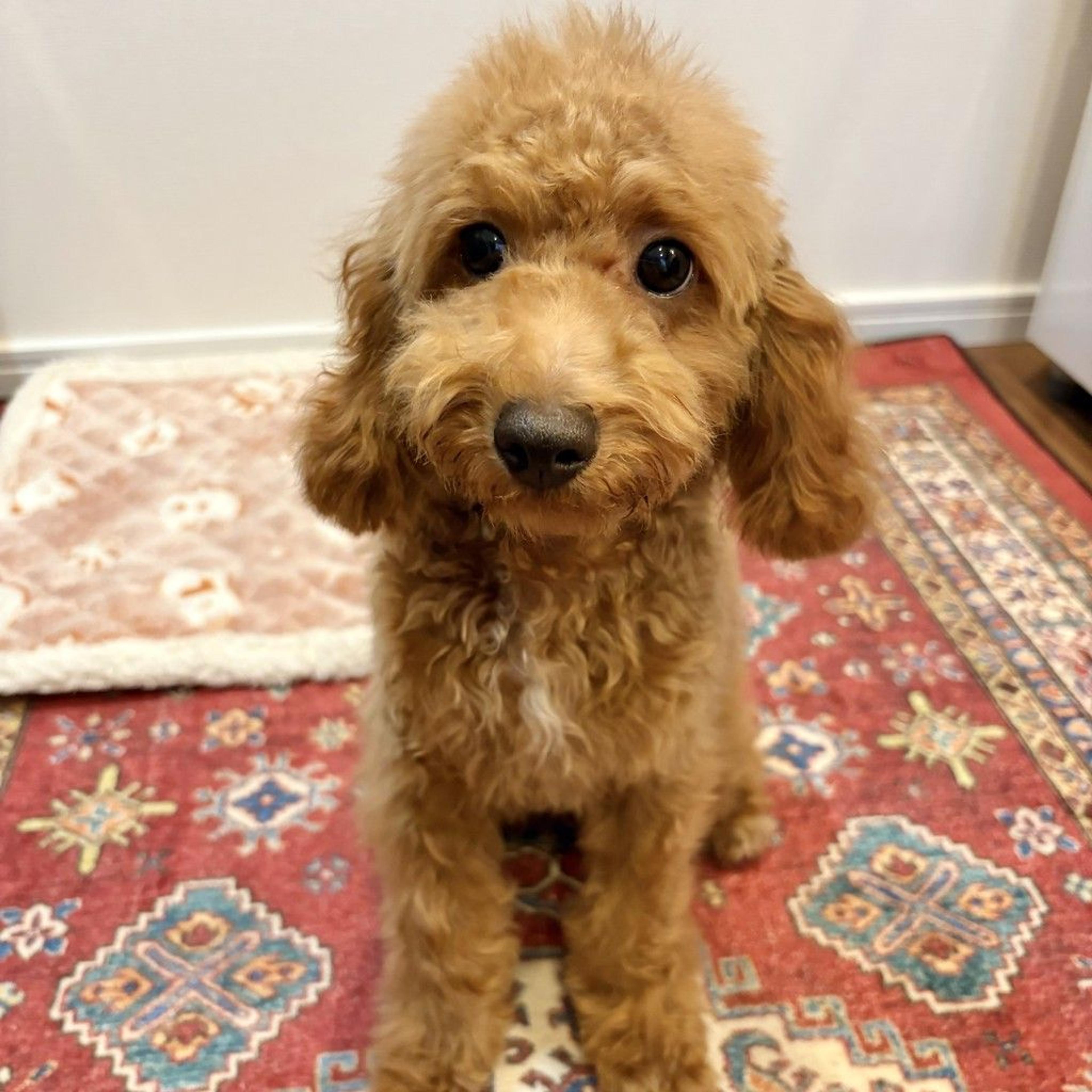 pet-image-4