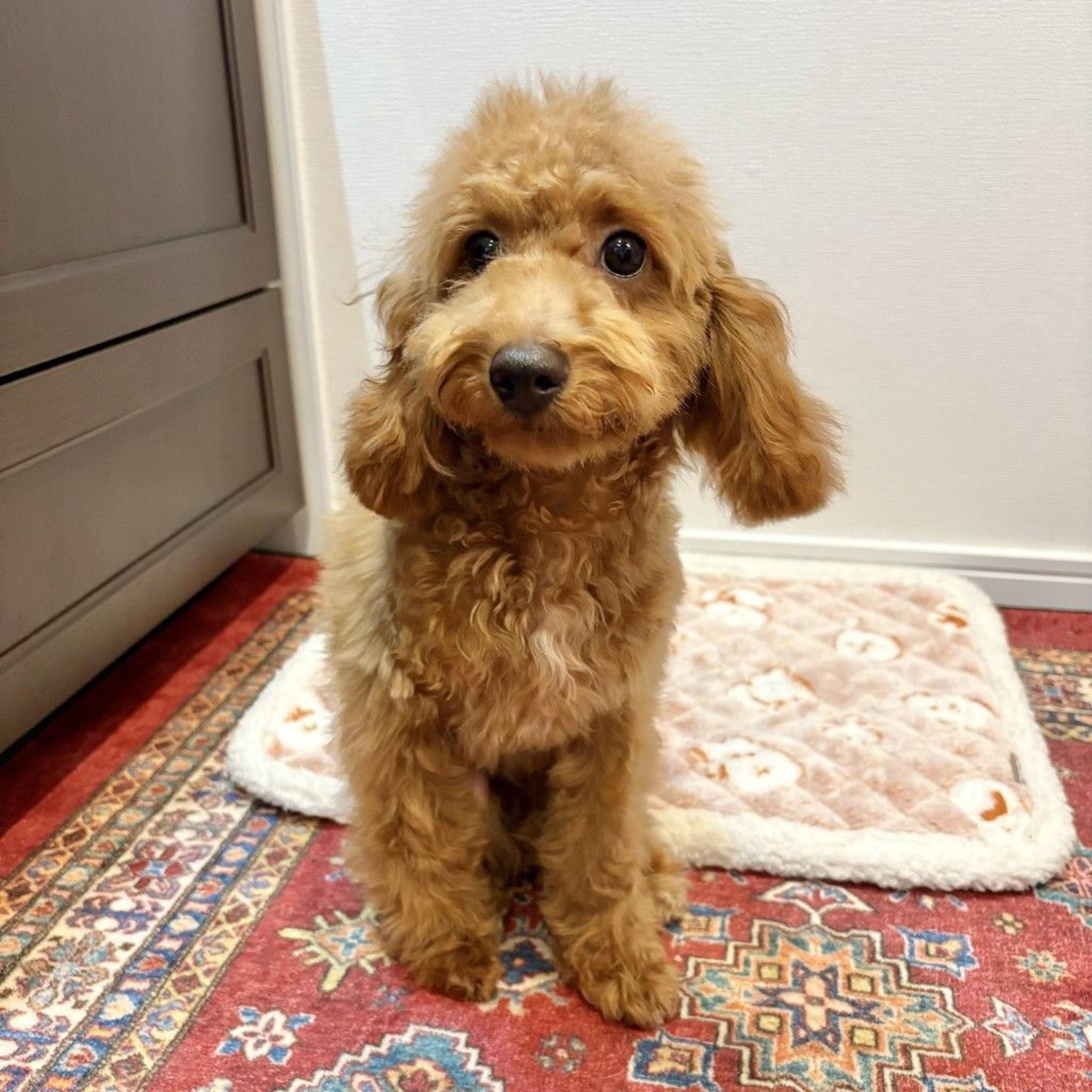 pet-image-5