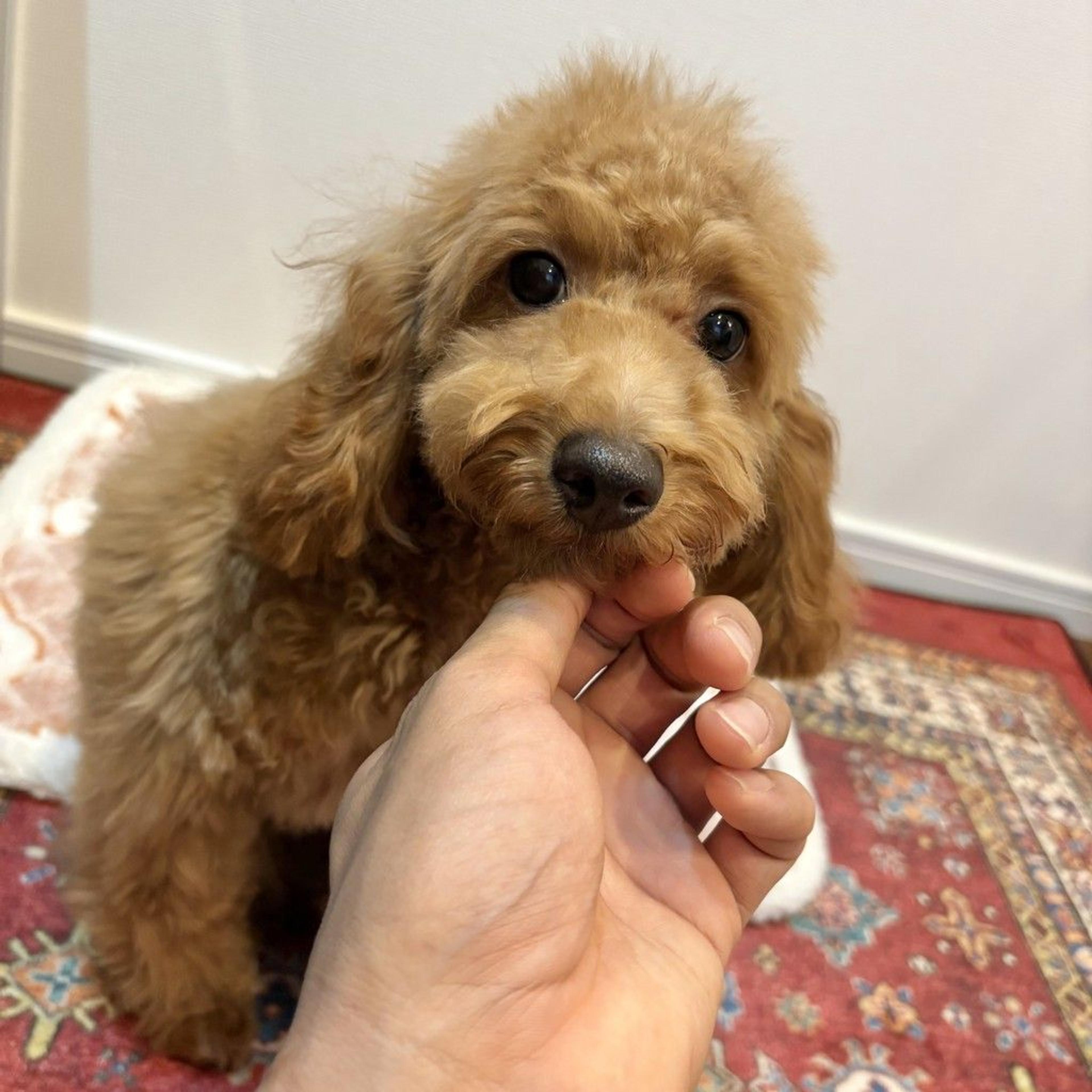 pet-image-6
