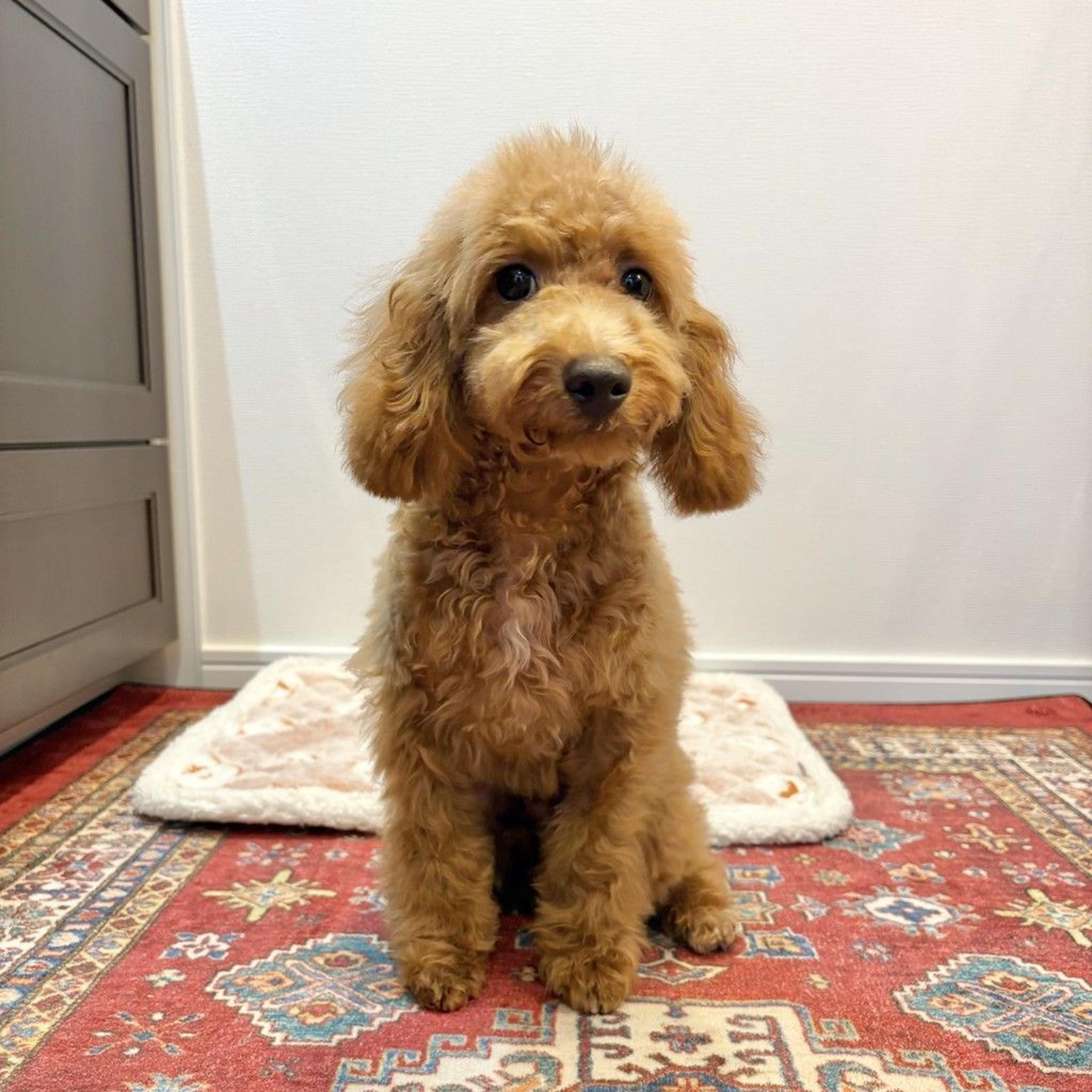 pet-image-7