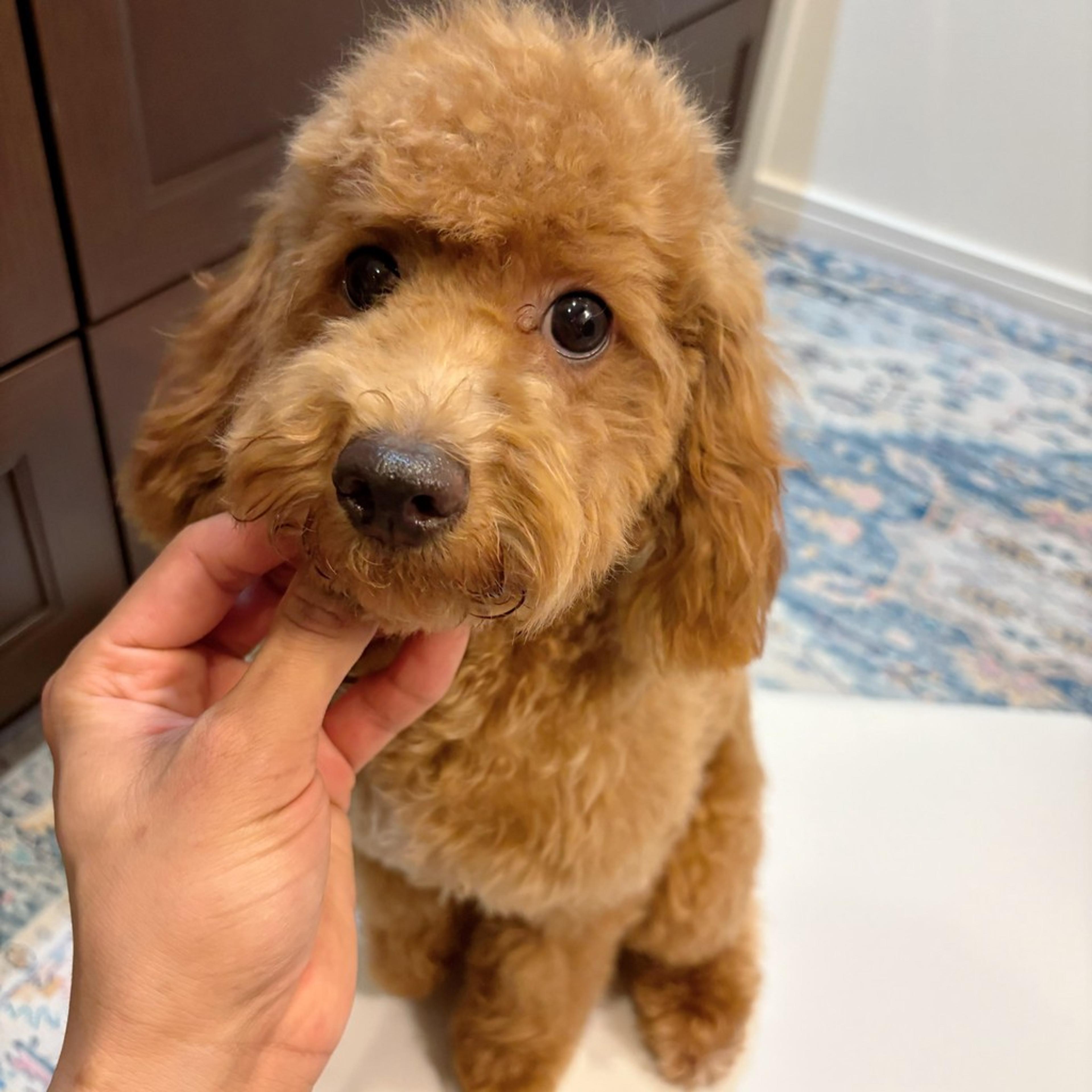 pet-image-8