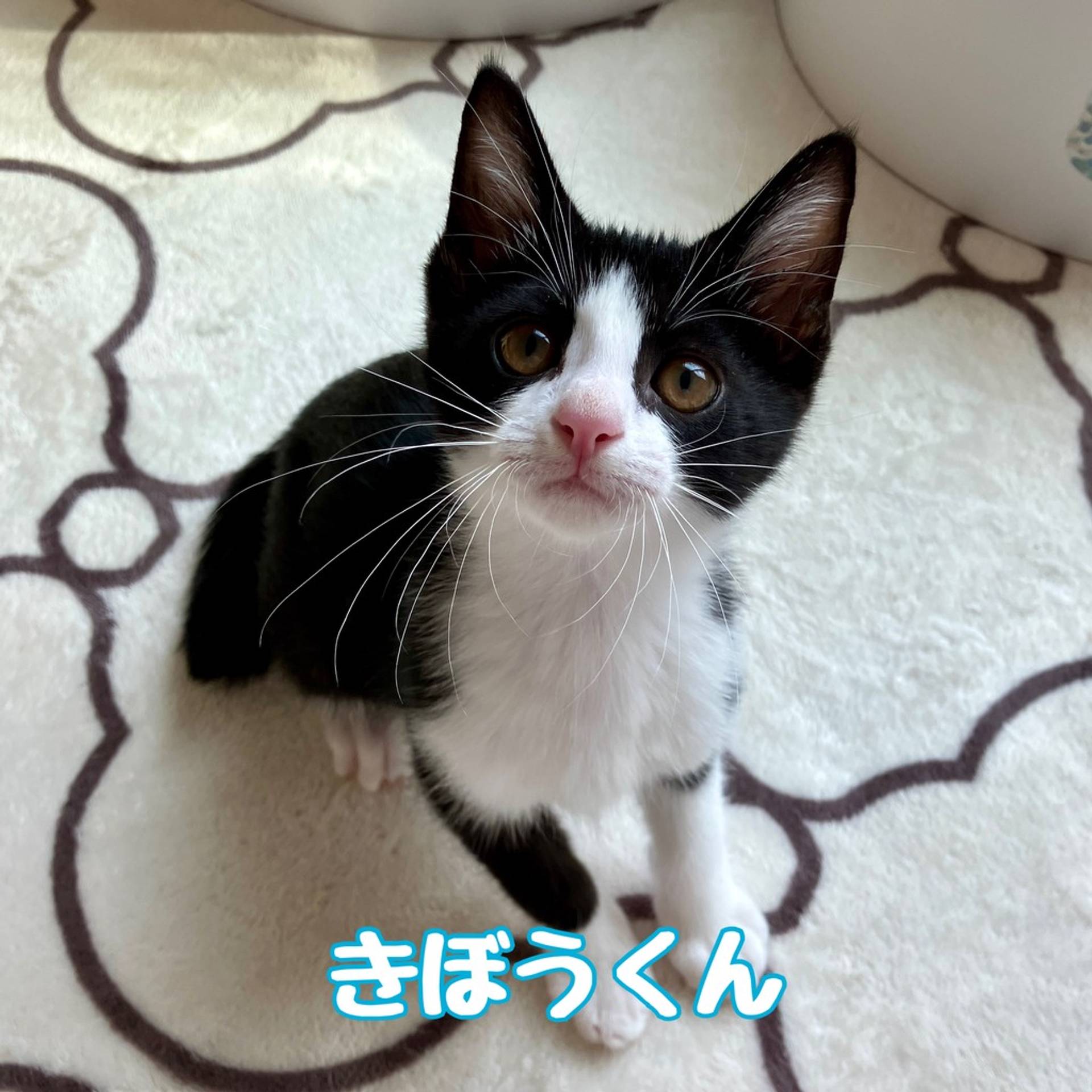 雑種（ミックス猫）・オスの里親募集の写真