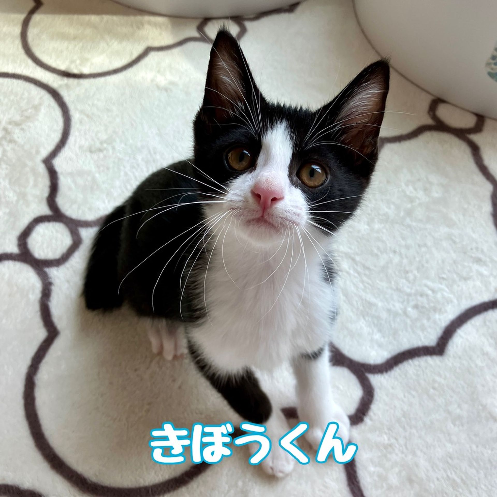 雑種（ミックス猫）・オスの里親募集の写真