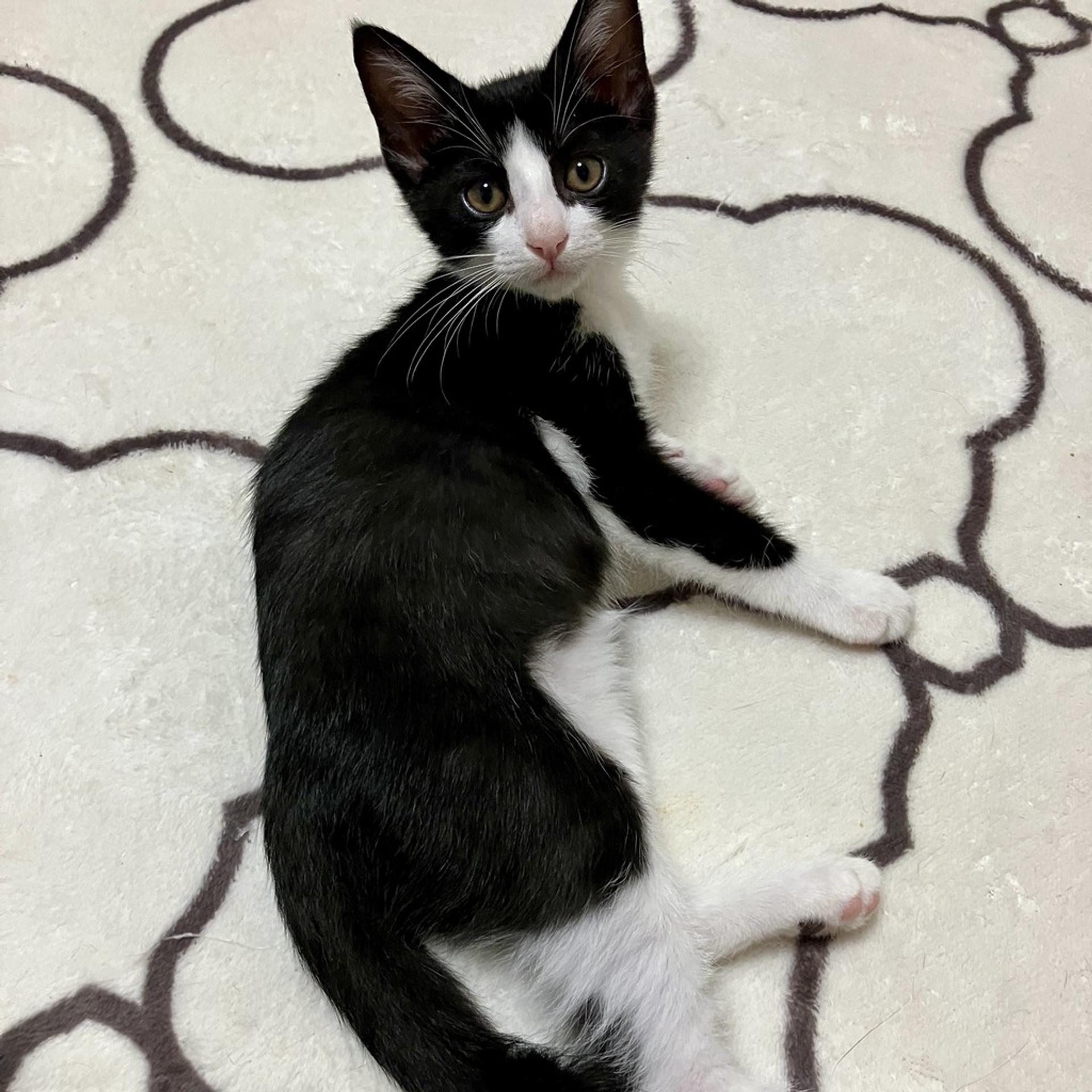 pet-image-4