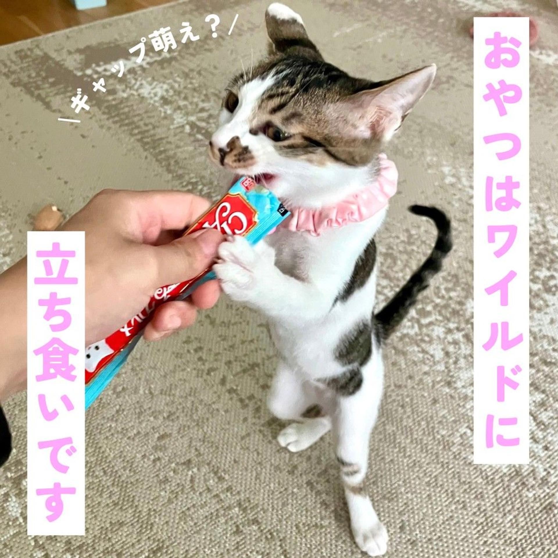 pet-image-5