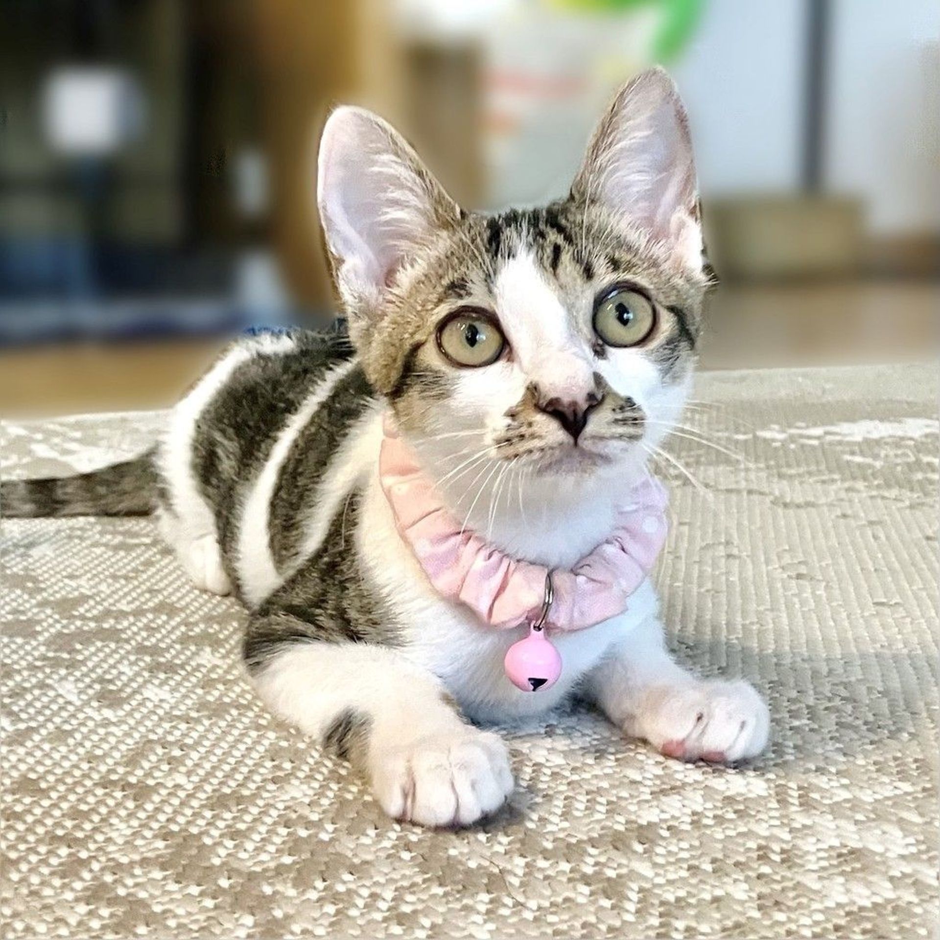 雑種（ミックス猫）・メスの里親募集の写真