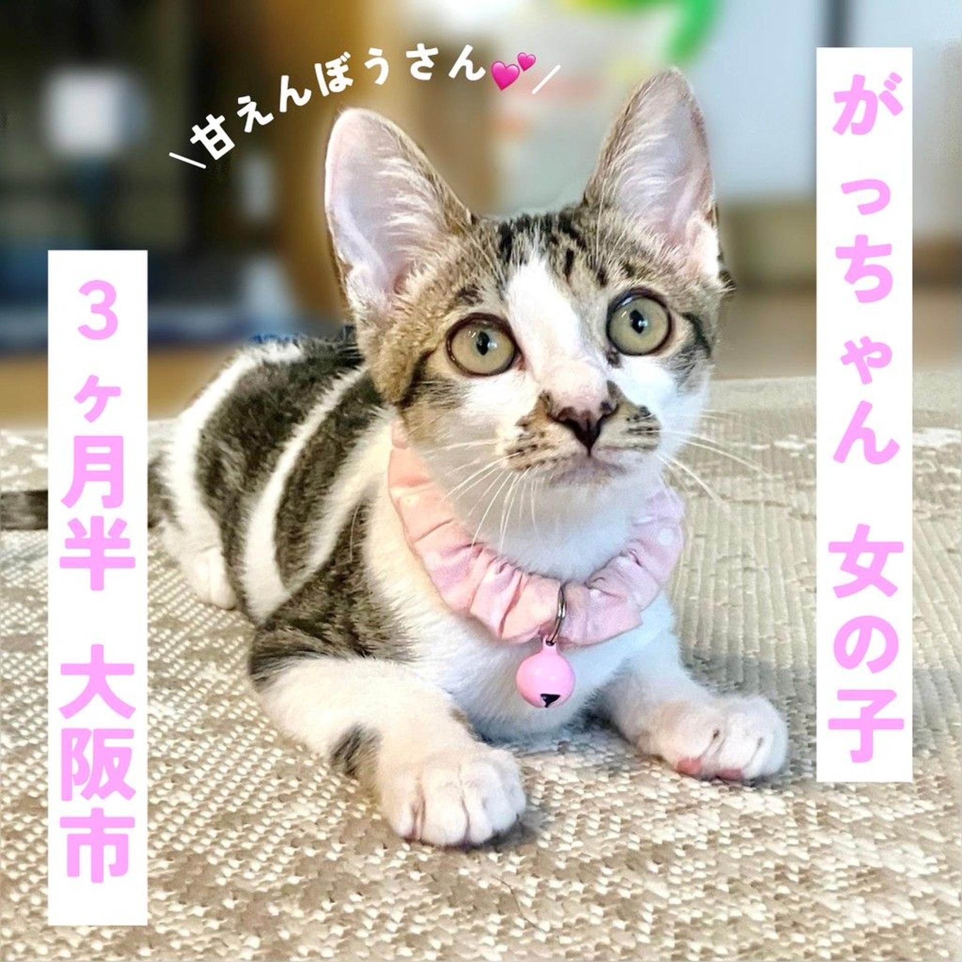 pet-image-2
