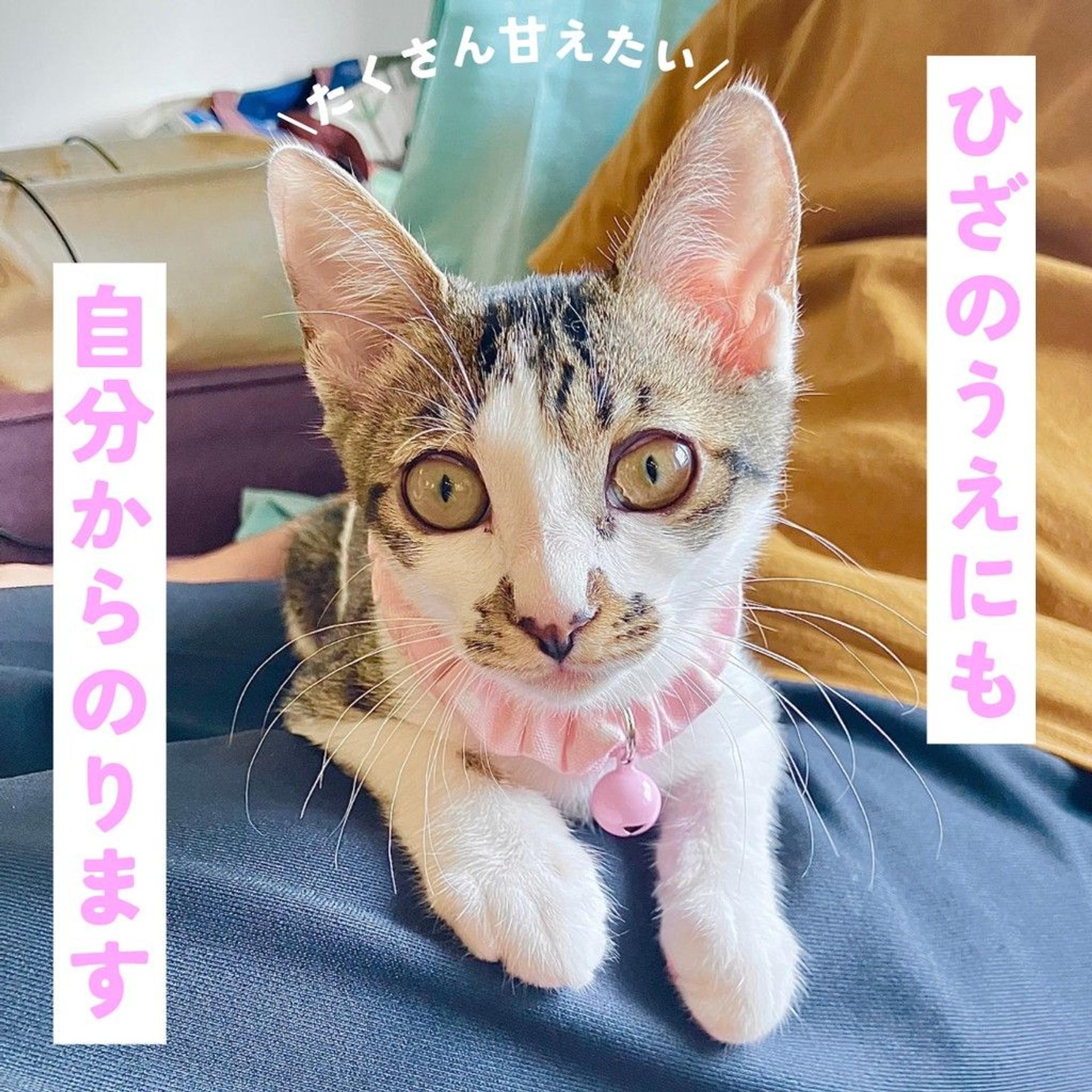 pet-image-4