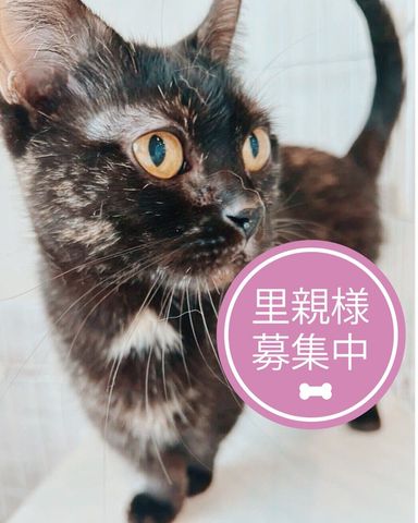 ぽんぽん