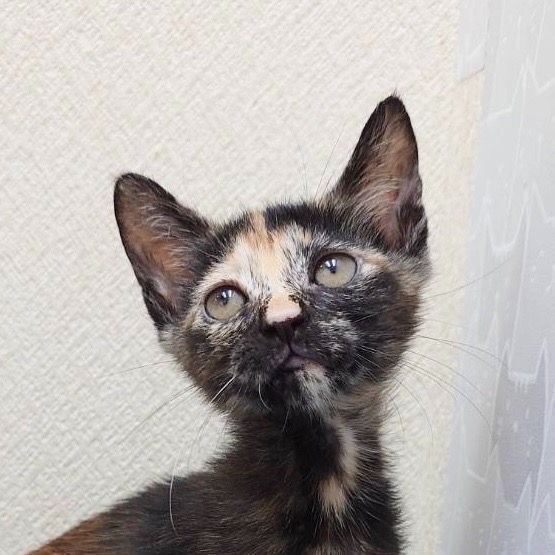 サビ猫堂（プロフ必読でお願いします） 明るい色のサビ猫がりこちゃんです | 雑種（ミックス猫） | ミャオ！ね