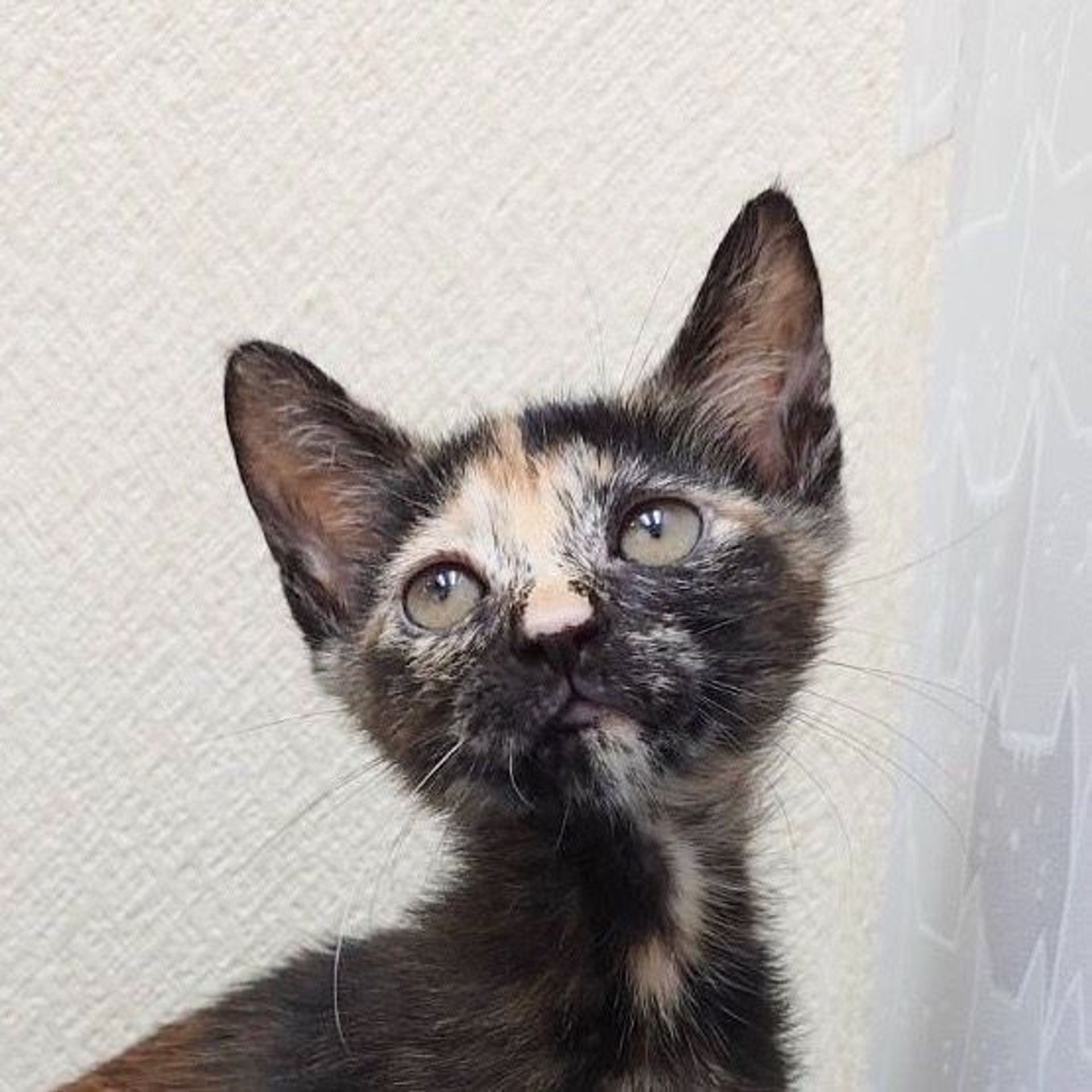 雑種（ミックス猫）・メスの里親募集の写真