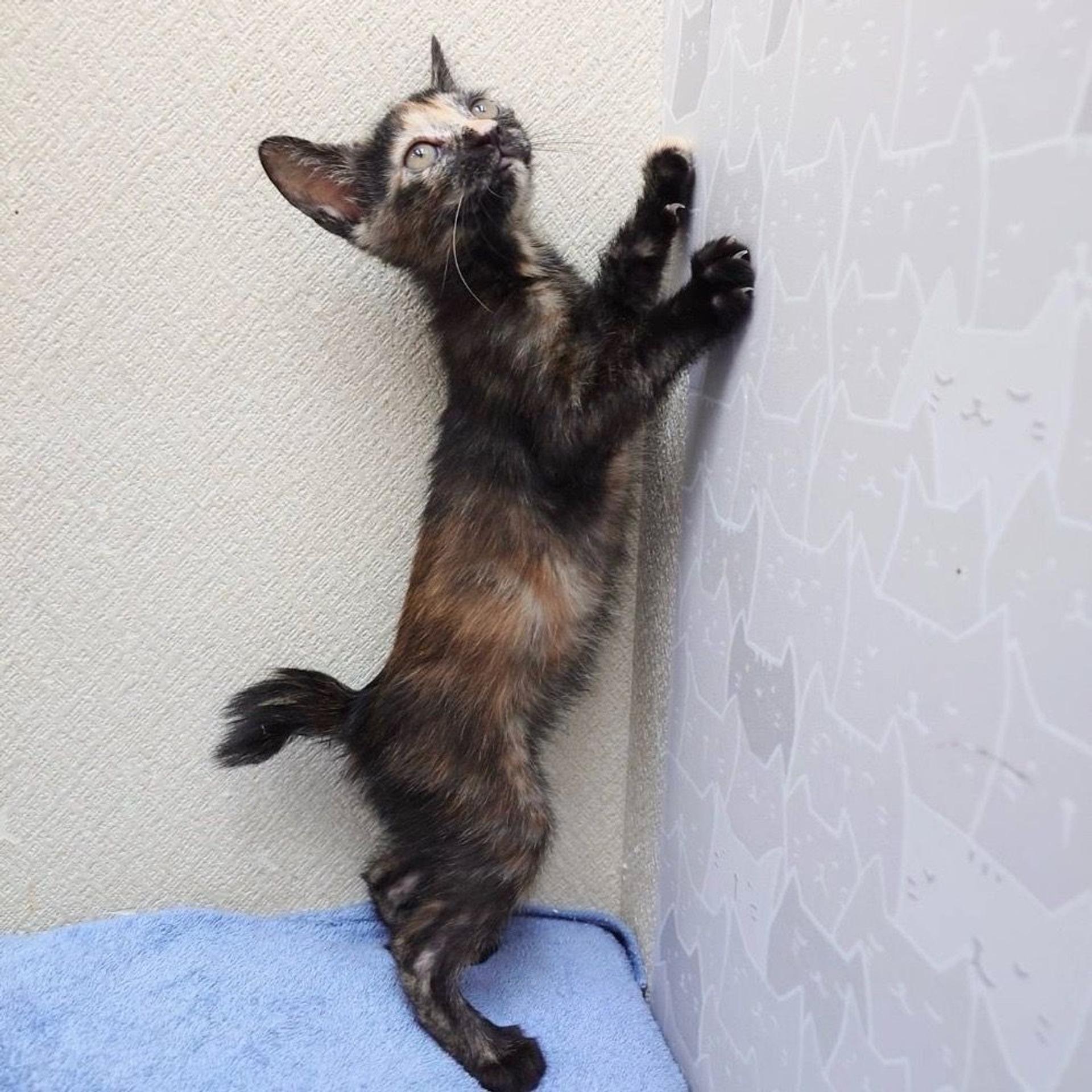 pet-image-4
