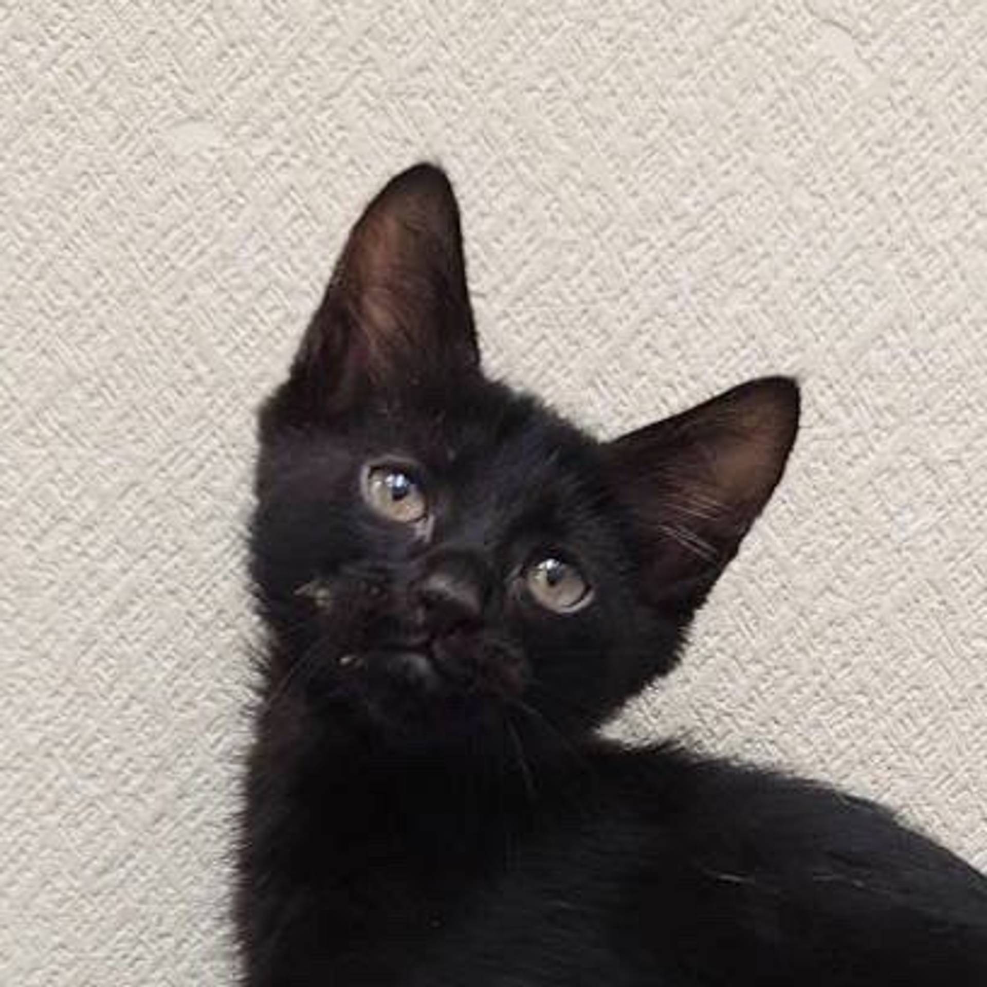 雑種（ミックス猫）・オスの里親募集の写真