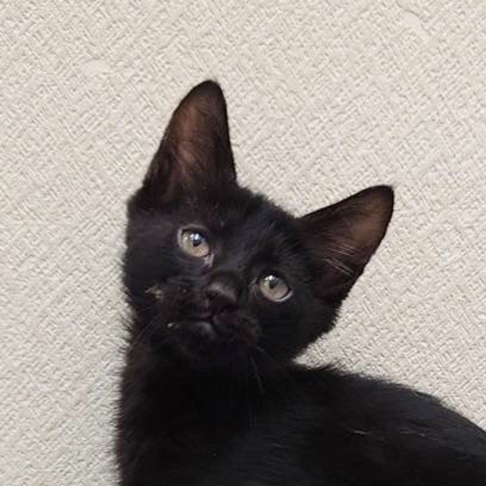 雑種（ミックス猫）・オスの里親募集の写真