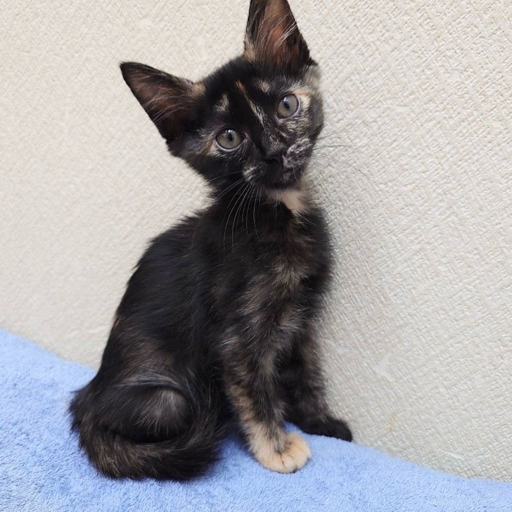 黒が多いサビ猫がかしこちゃんです | 雑種（ミックス猫