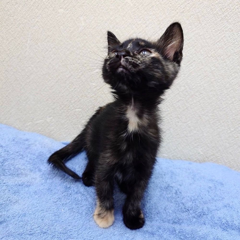 黒が多いサビ猫がかしこちゃんです | 雑種（ミックス猫