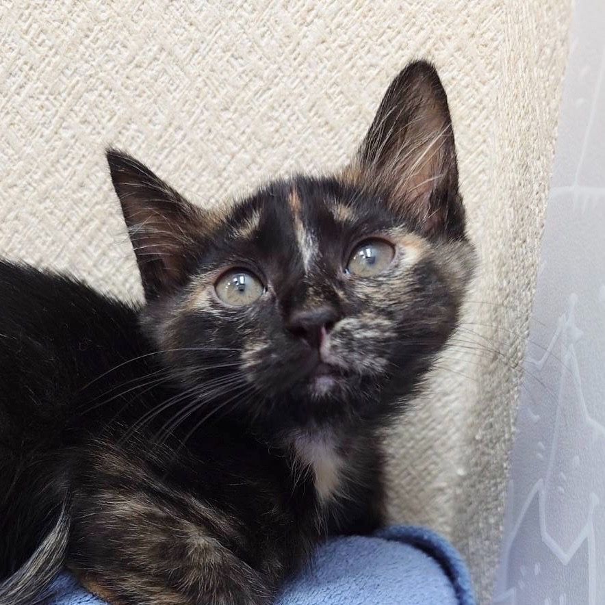 黒が多いサビ猫がかしこちゃんです | 雑種（ミックス猫