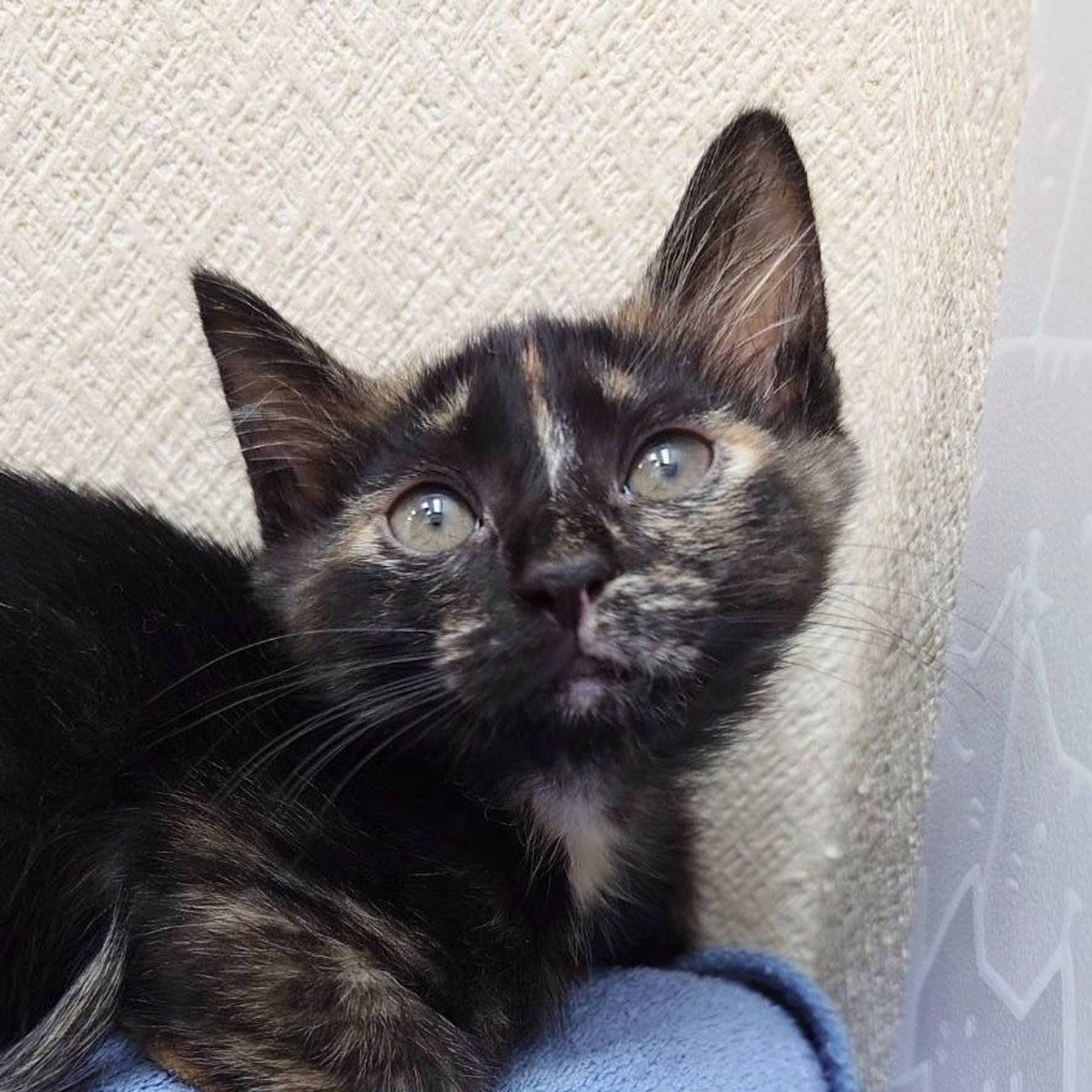 雑種（ミックス猫）・メスの里親募集の写真