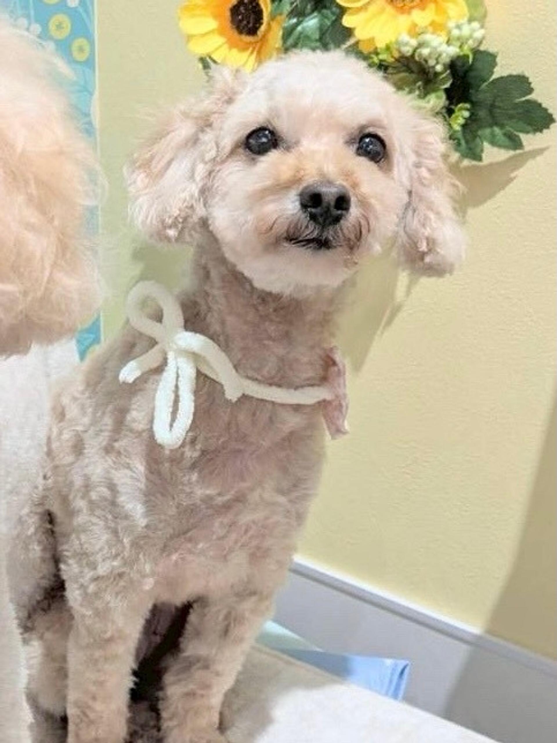 pet-image-2