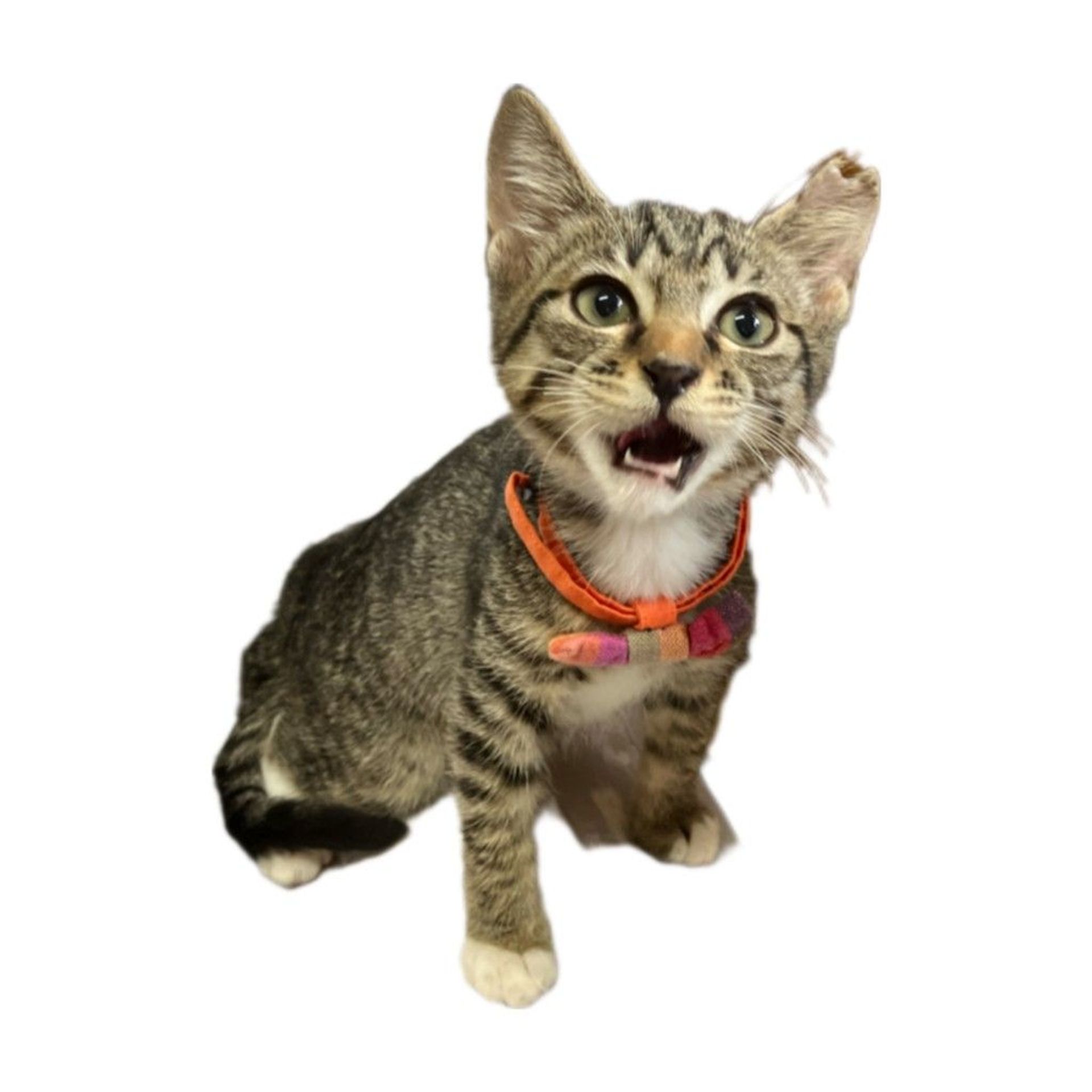 雑種（ミックス猫）・メスの里親募集の写真