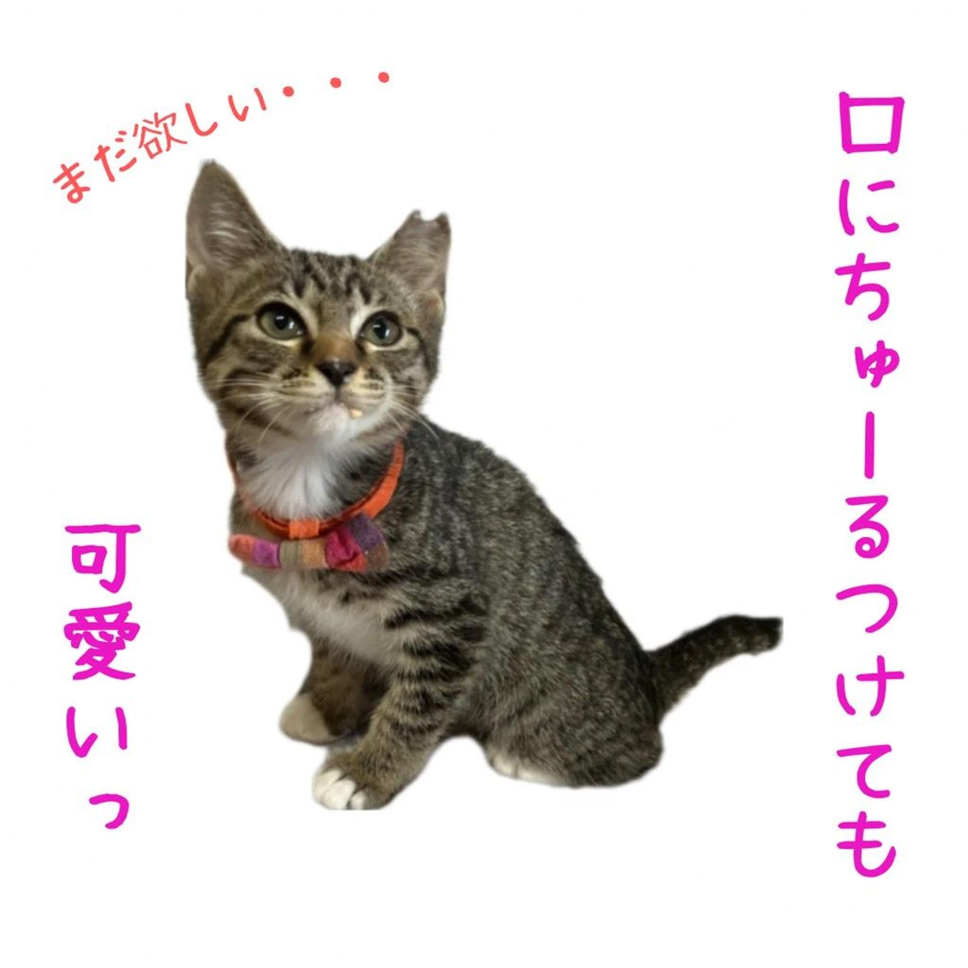 pet-image-3