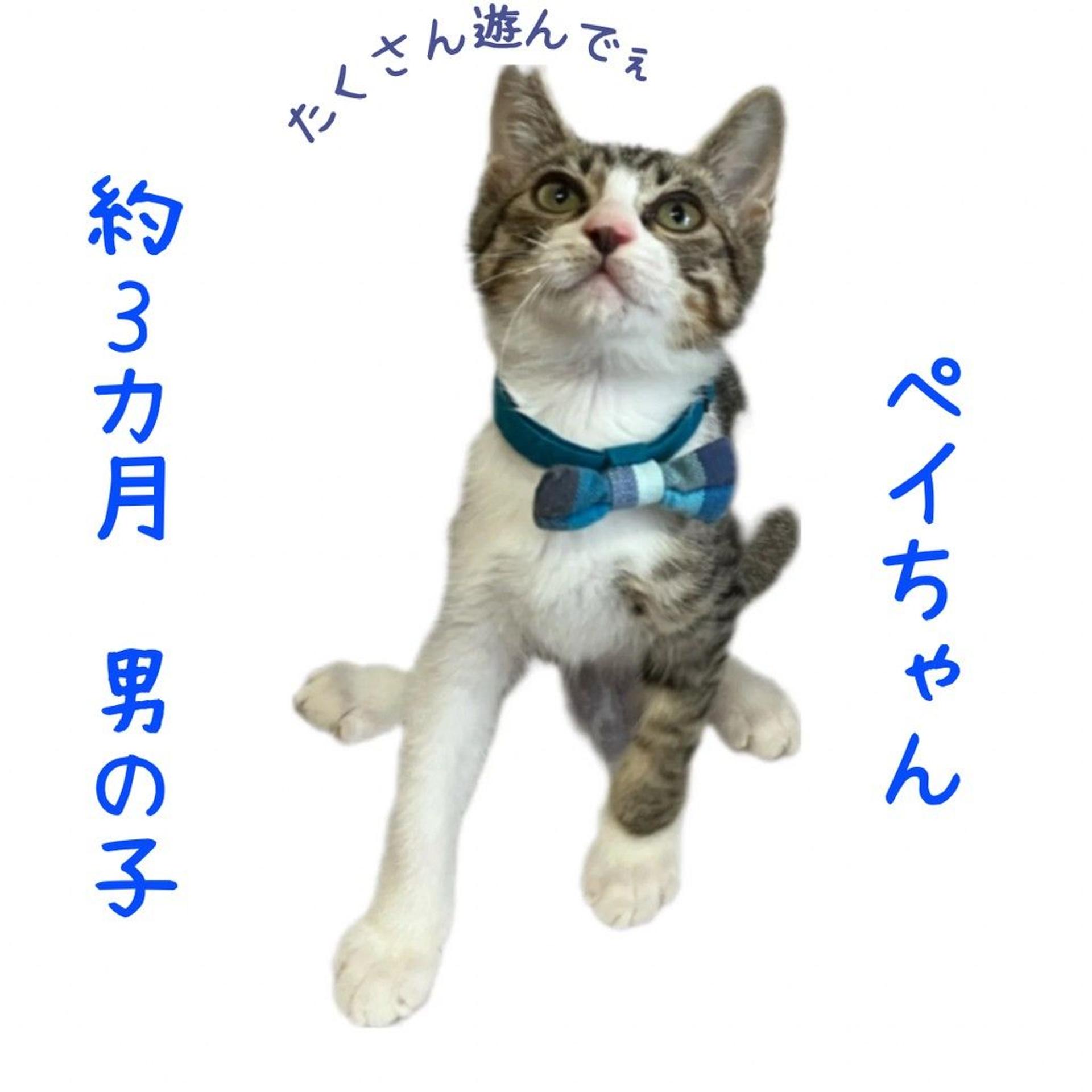 pet-image-2