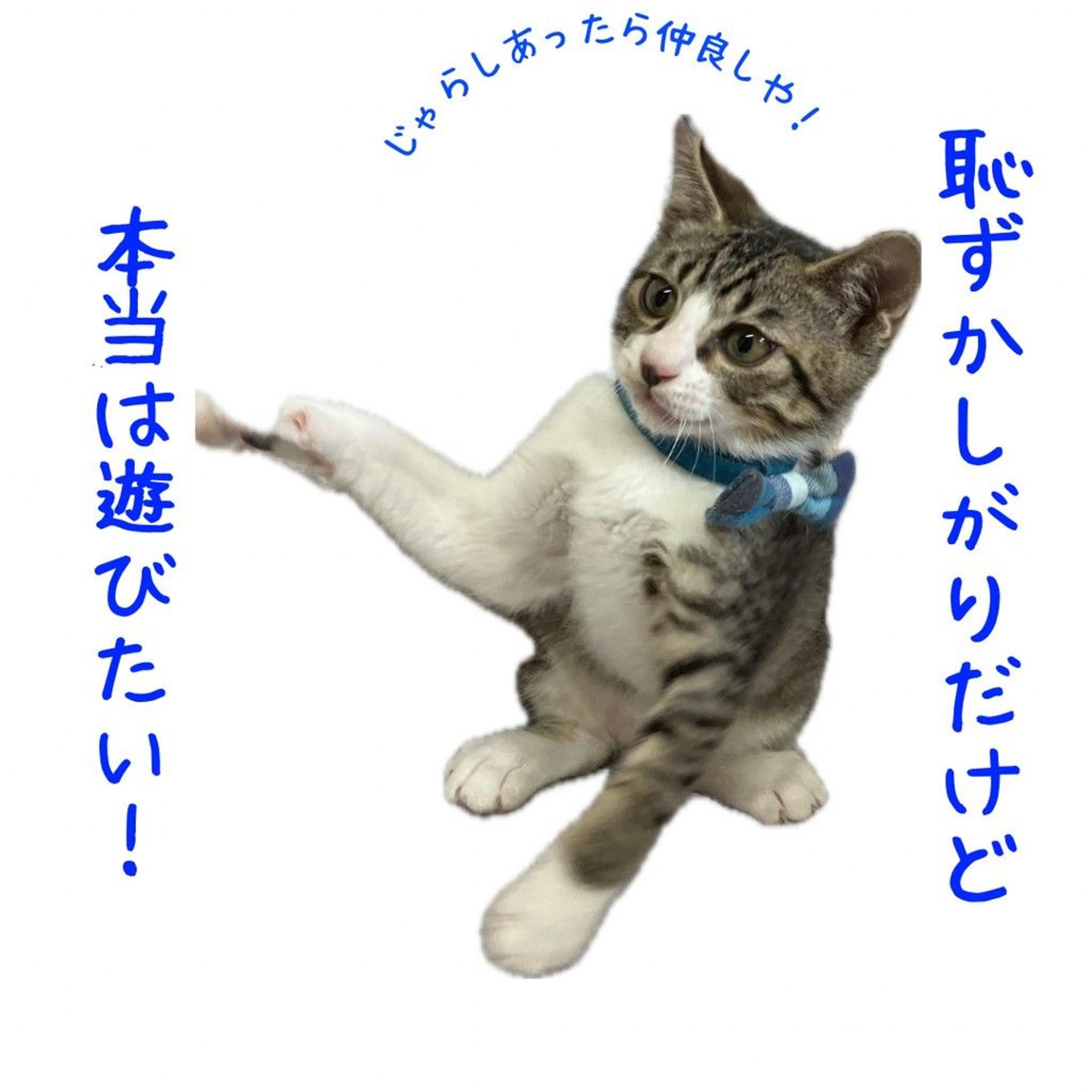 pet-image-4