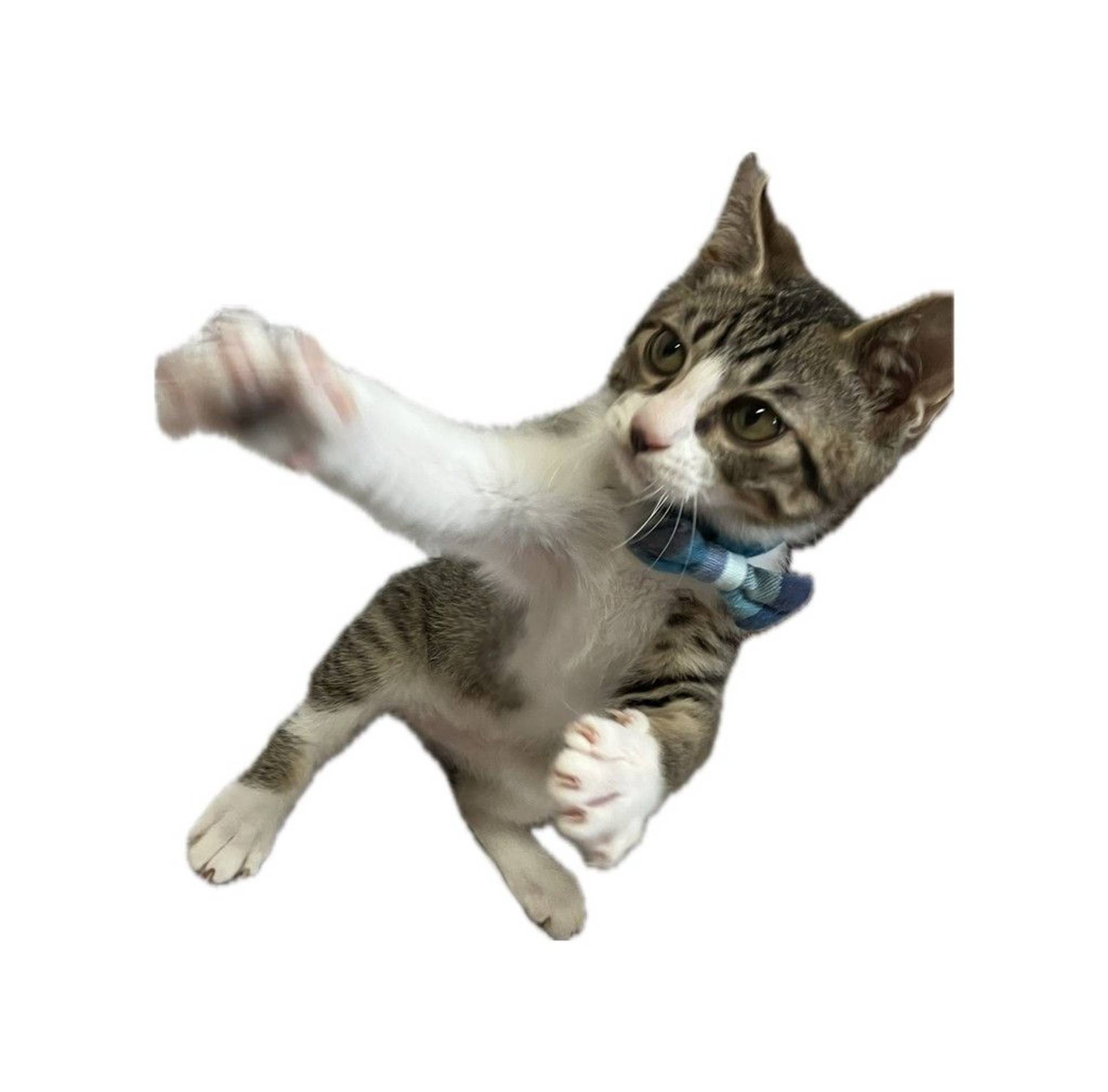 雑種（ミックス猫）・オスの里親募集の写真