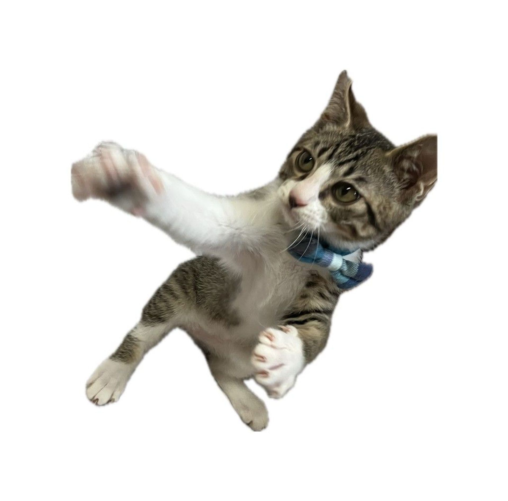 雑種（ミックス猫）・オスの里親募集の写真