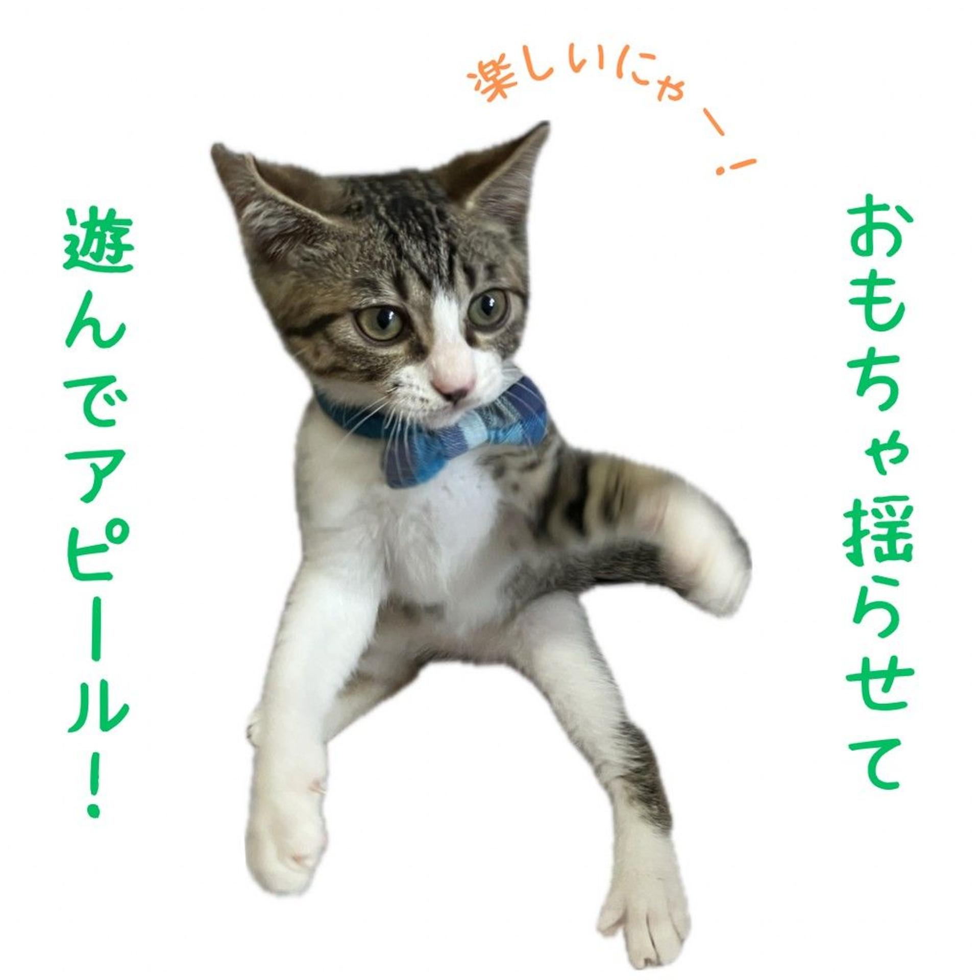 pet-image-3