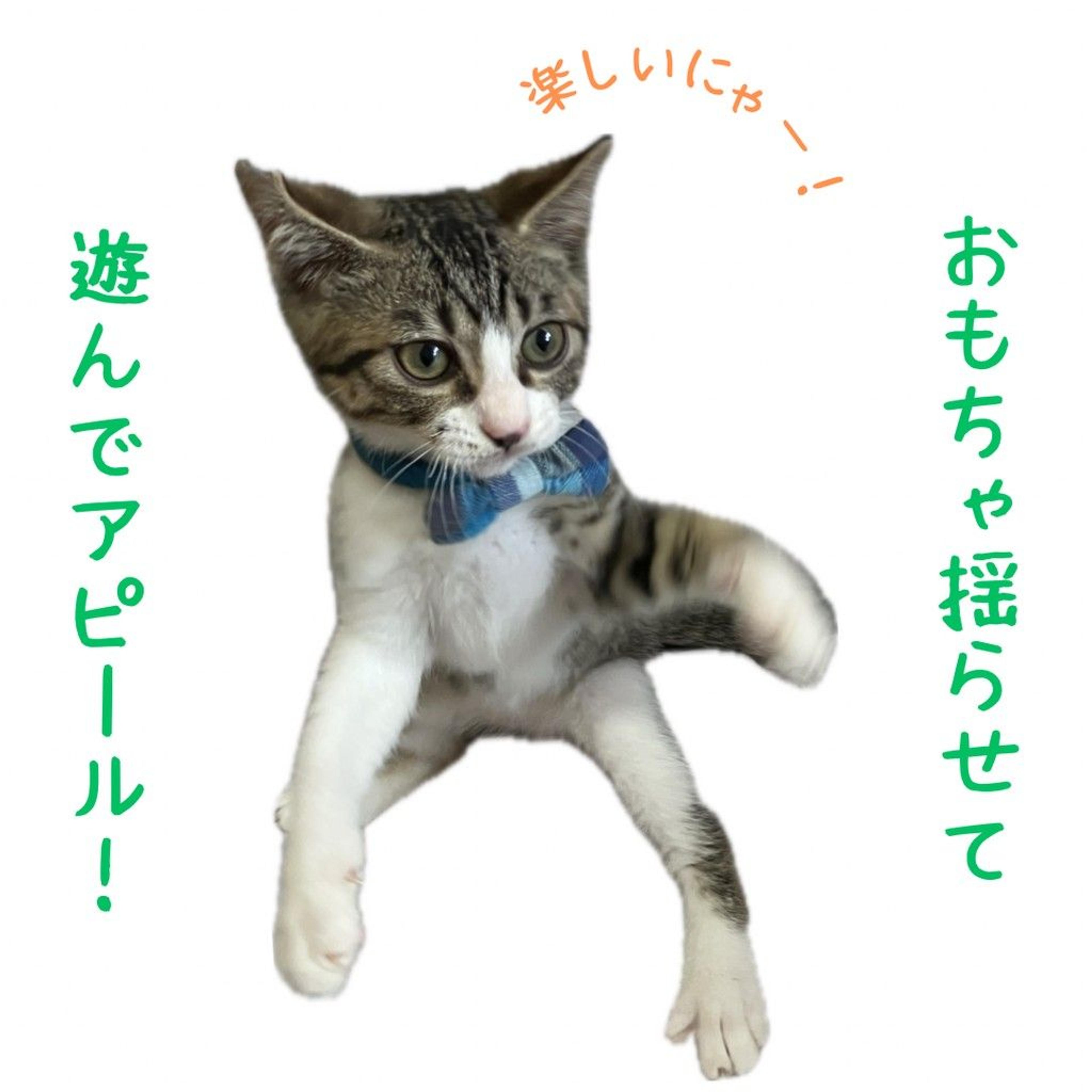 pet-image-3