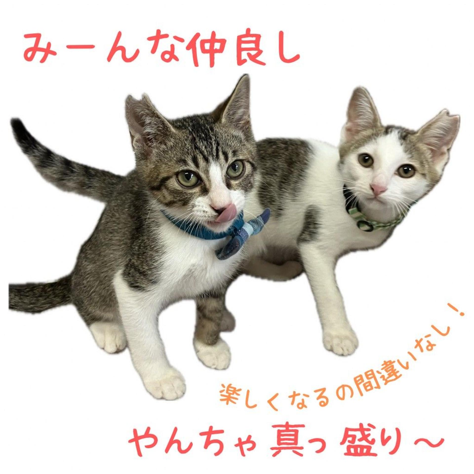 pet-image-5