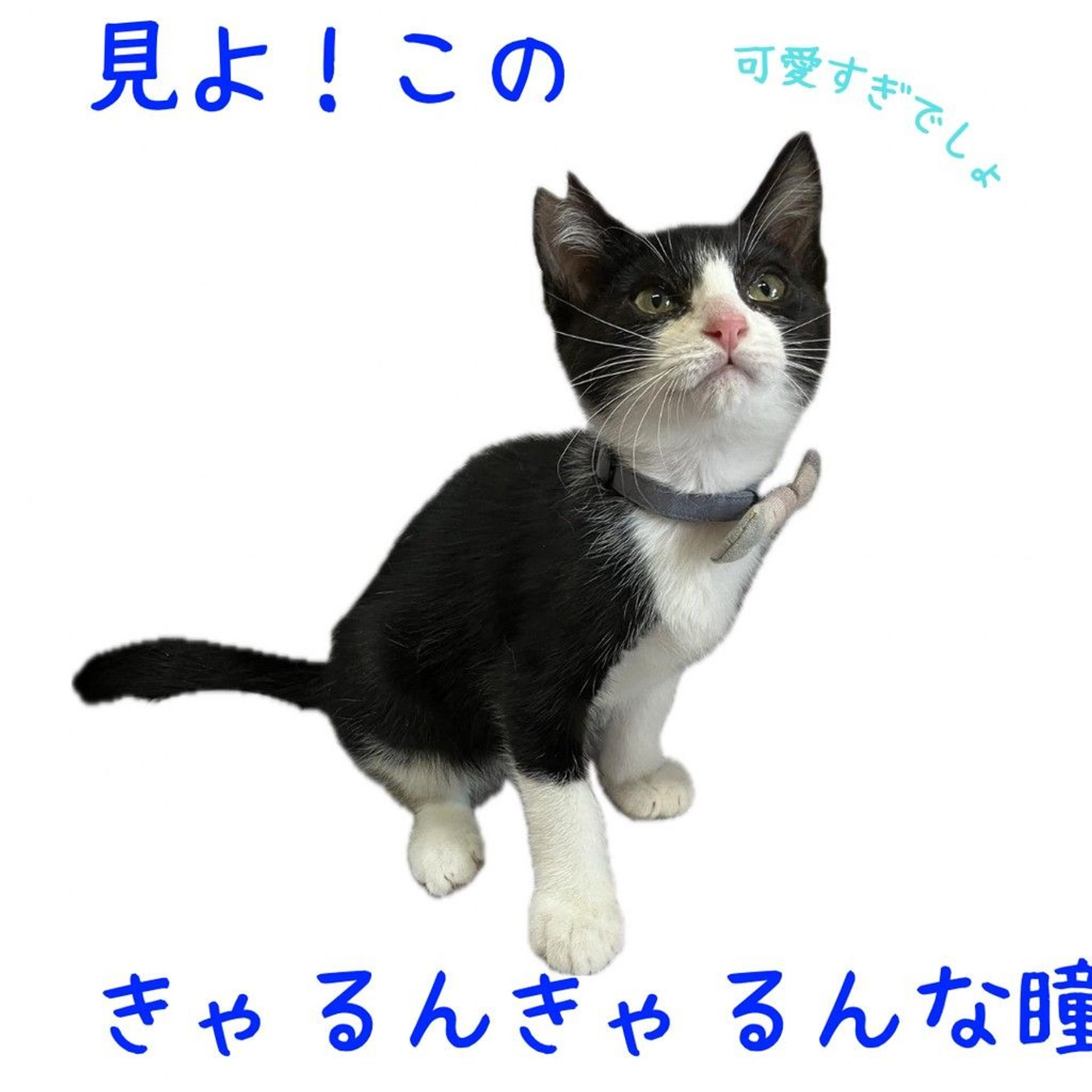 pet-image-2