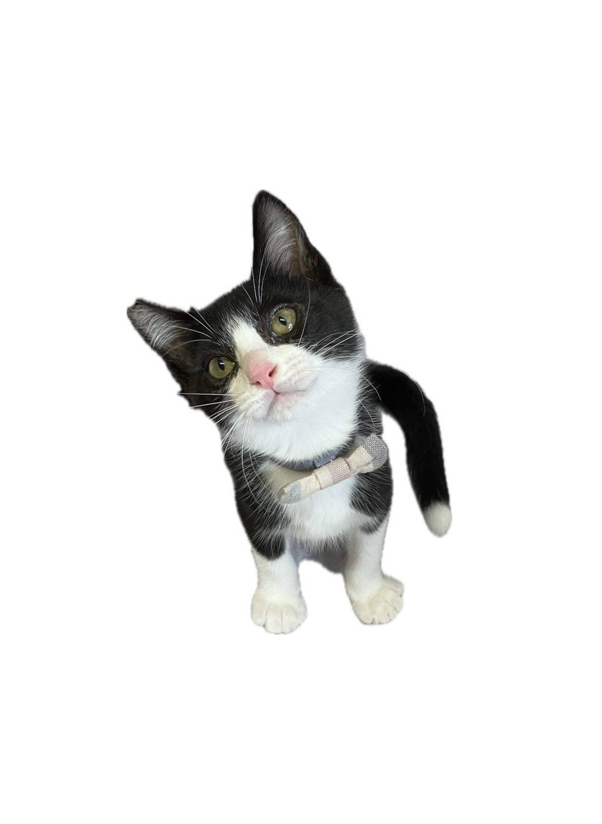 雑種（ミックス猫）・オスの里親募集の写真