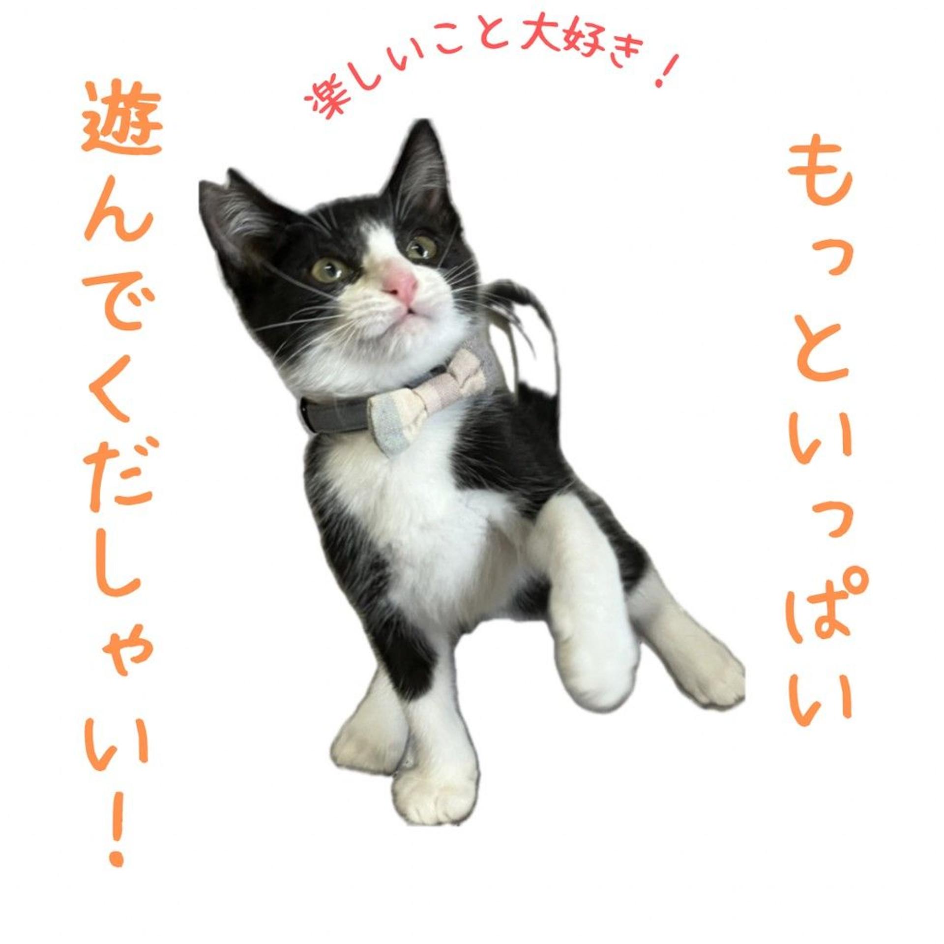 pet-image-4
