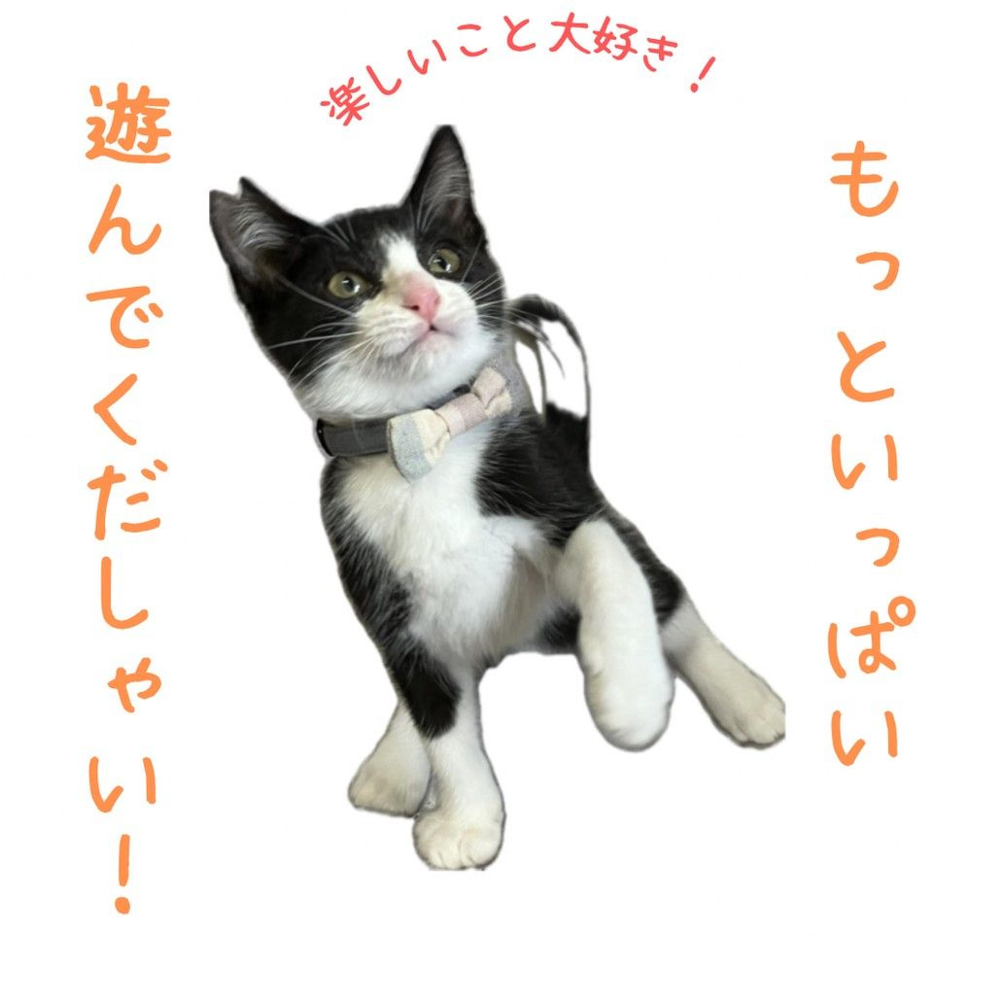 pet-image-4