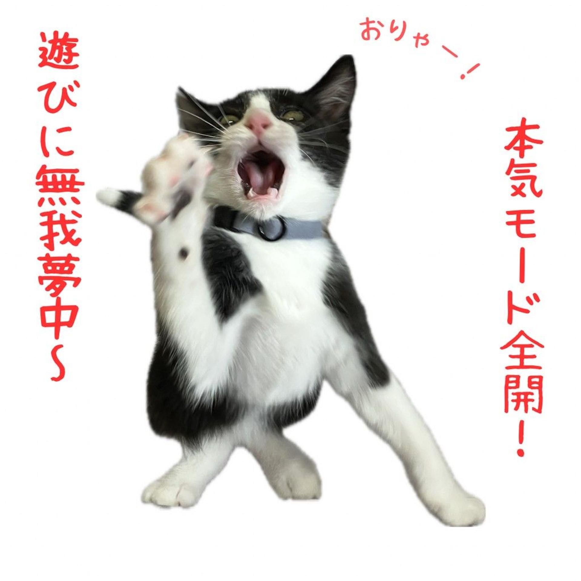 pet-image-6