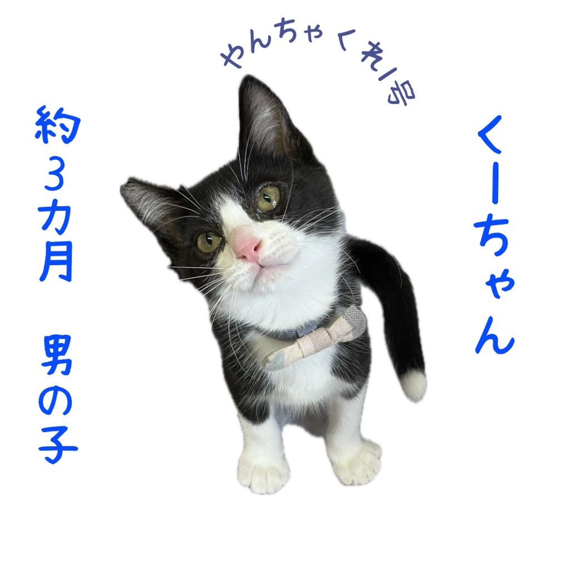 pet-image-5