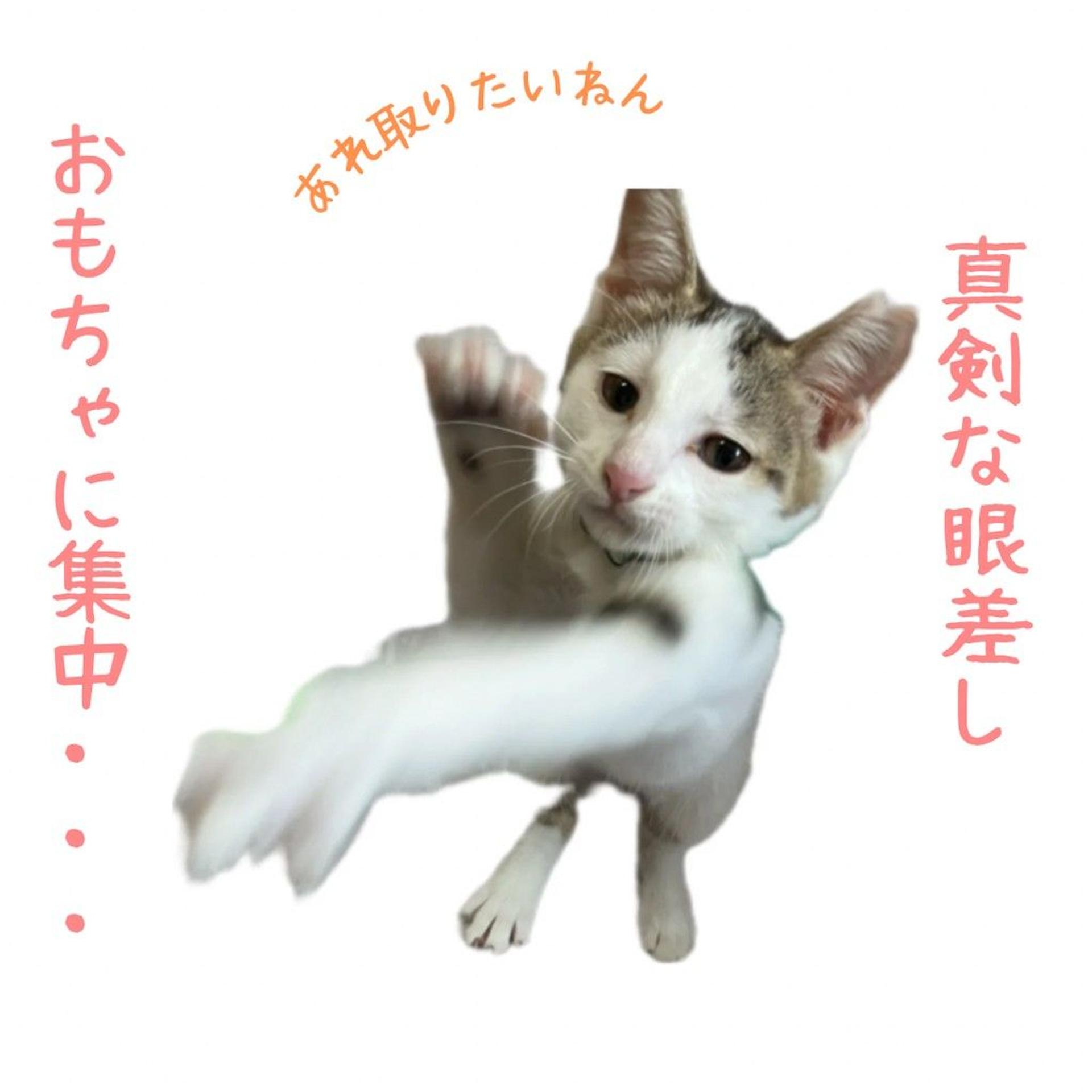 pet-image-3