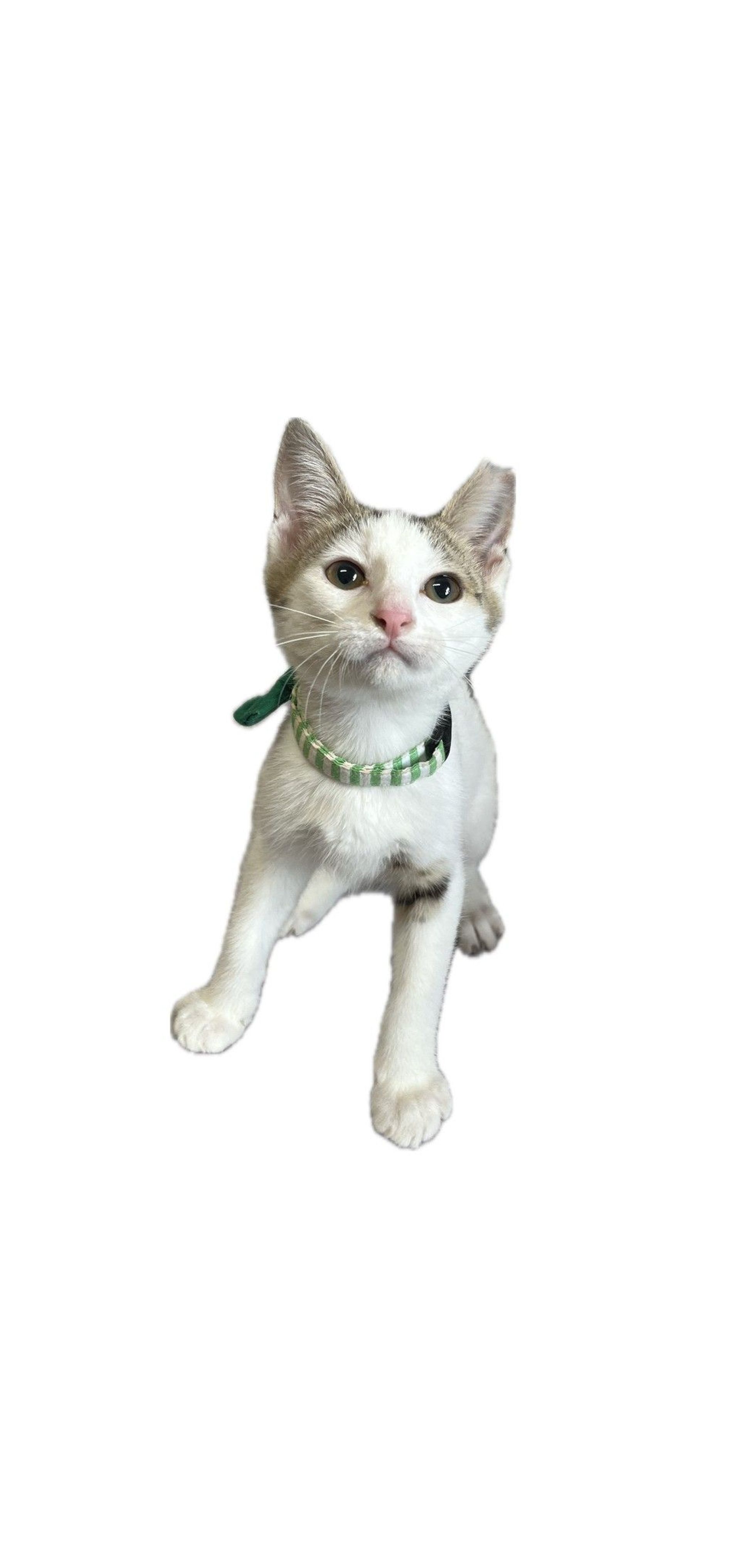 雑種（ミックス猫）・メスの里親募集の写真