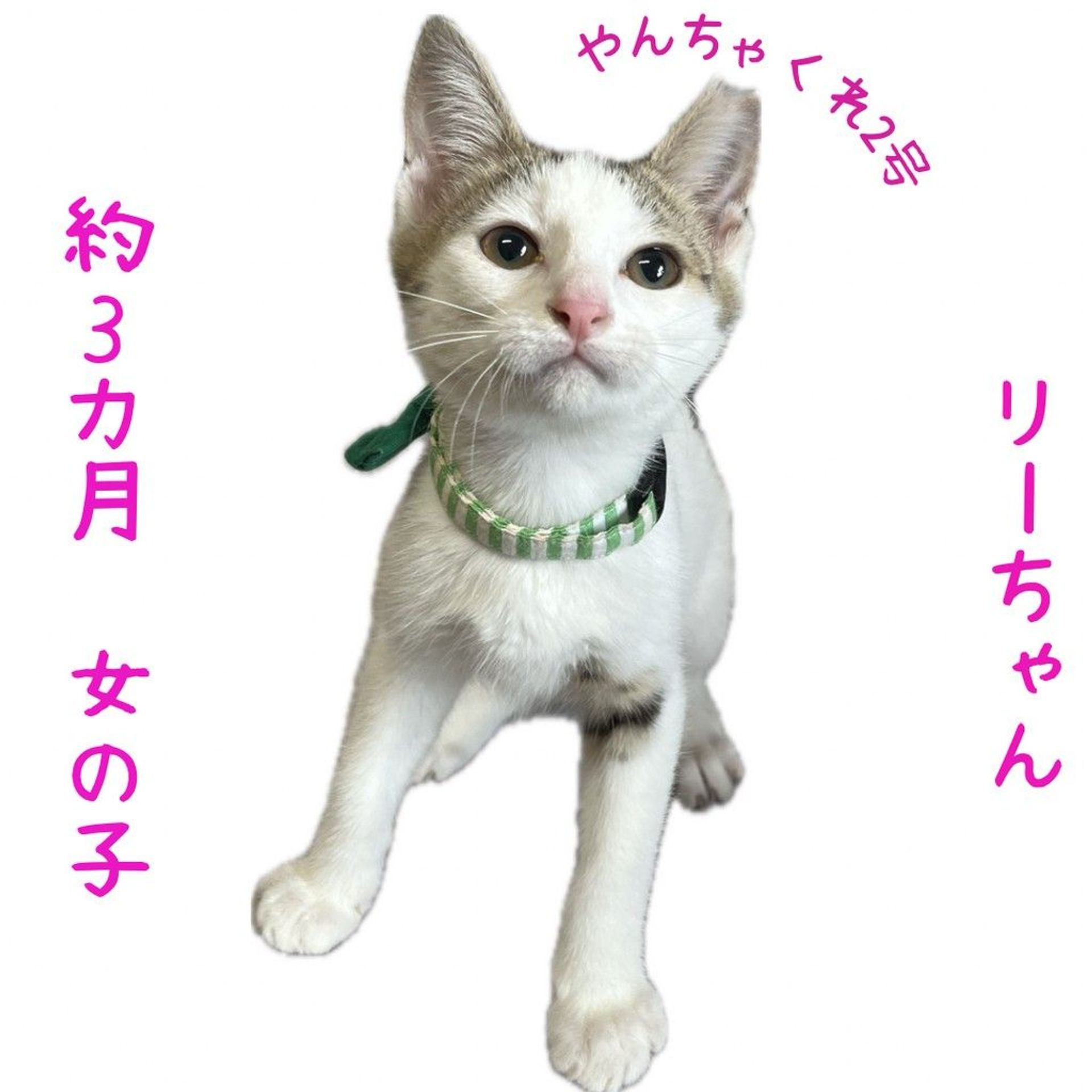 thumbnail-6
