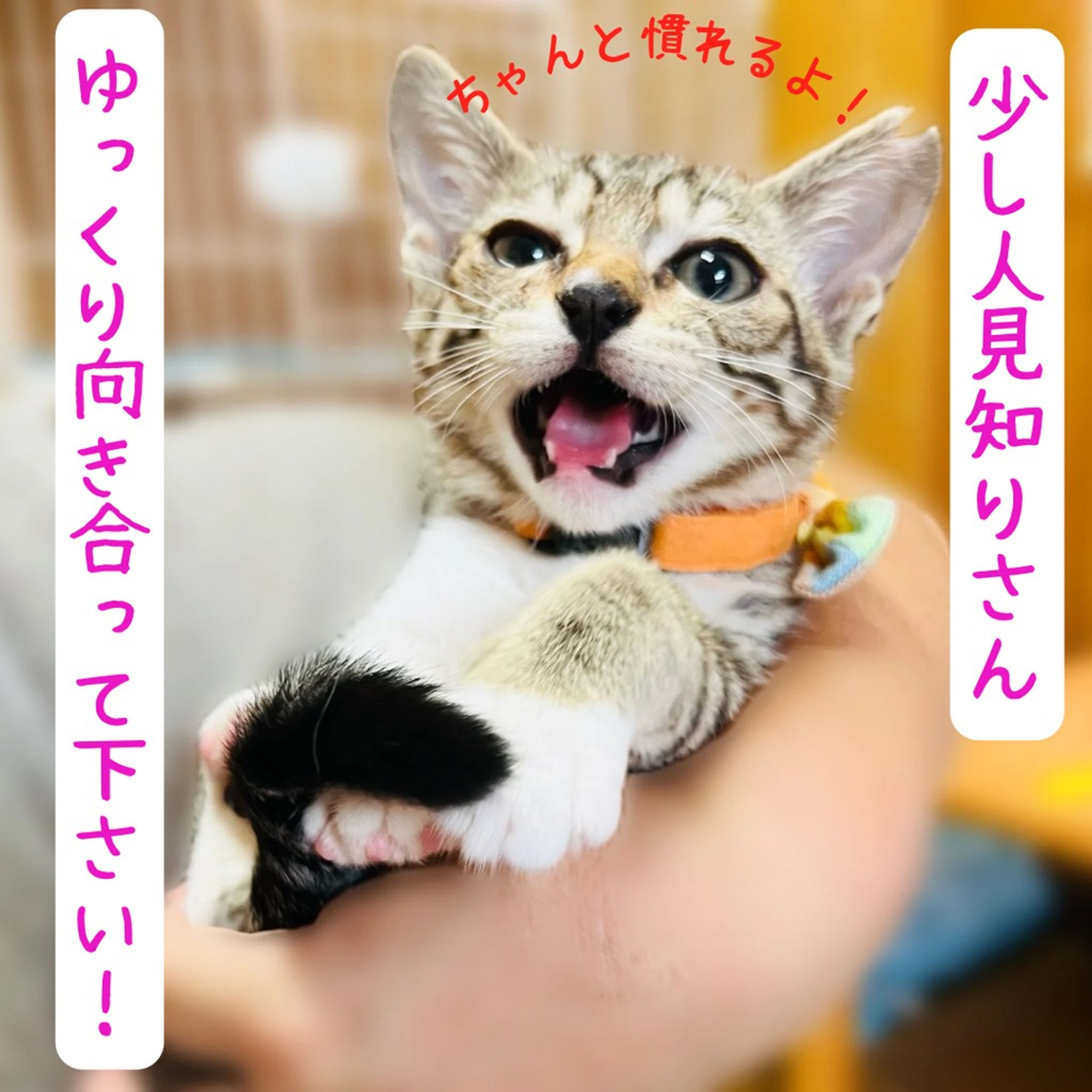 ちょっぴりびびりんちょの和歌ちゃん【西脇市】 | 雑種