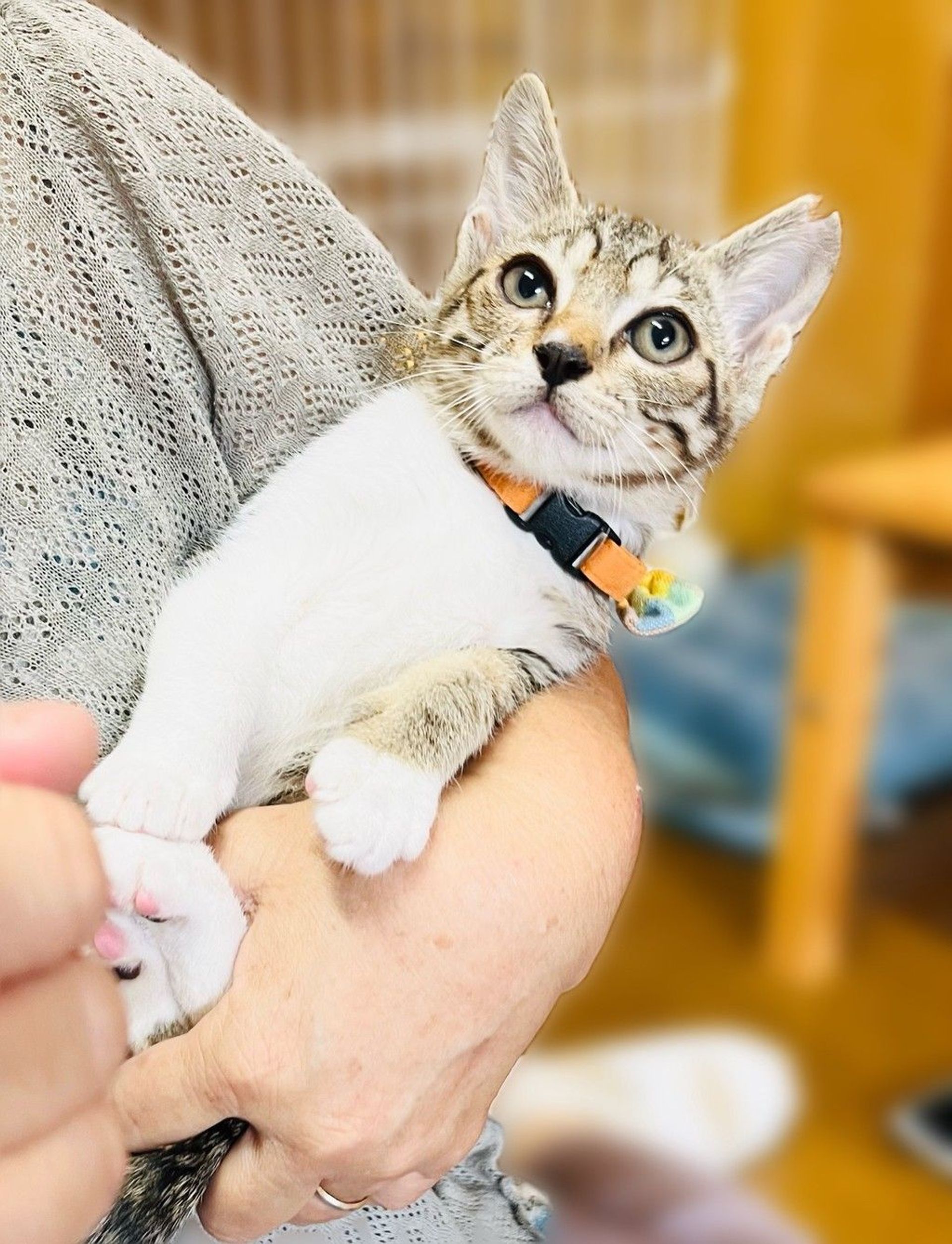 雑種（ミックス猫）・メスの里親募集の写真