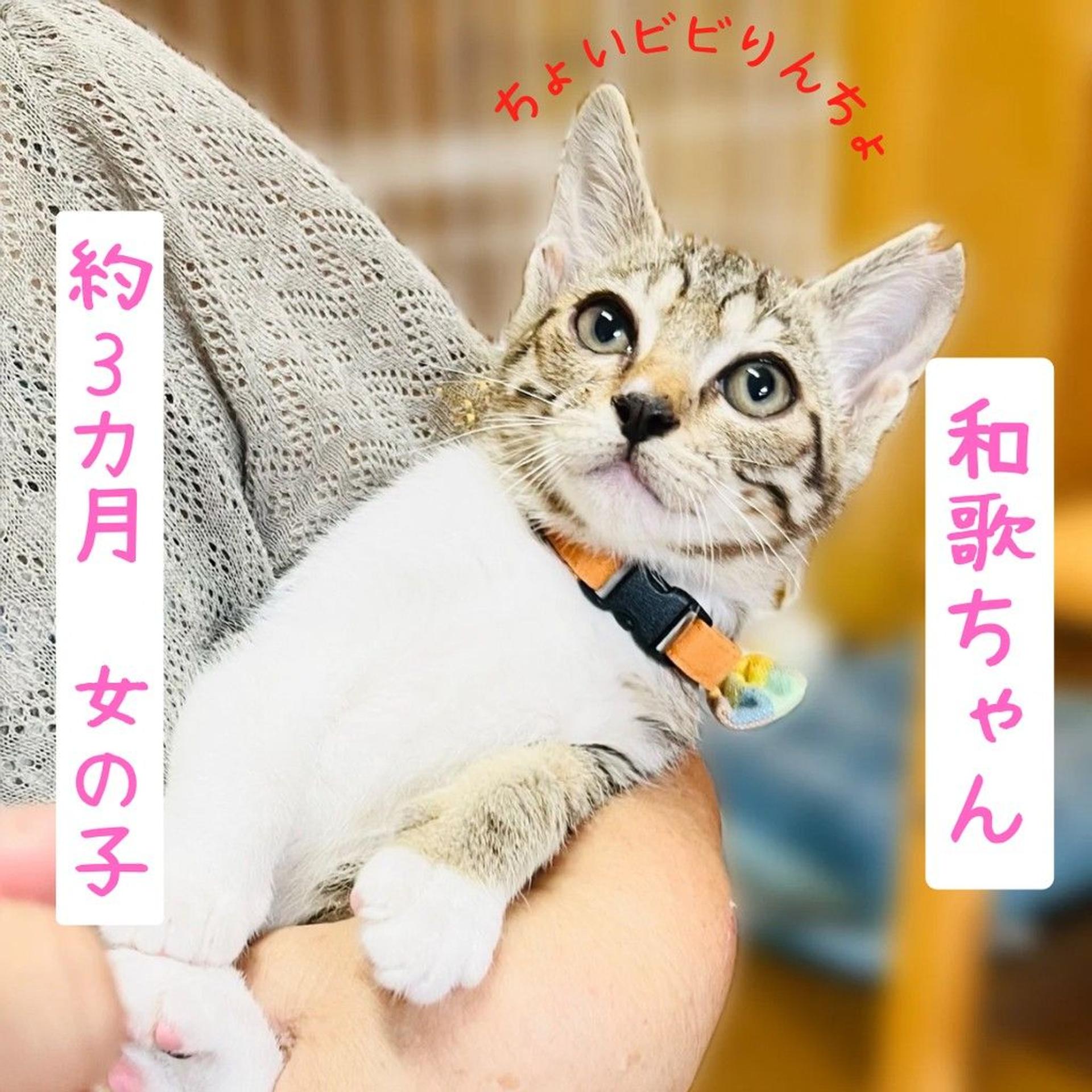 pet-image-4
