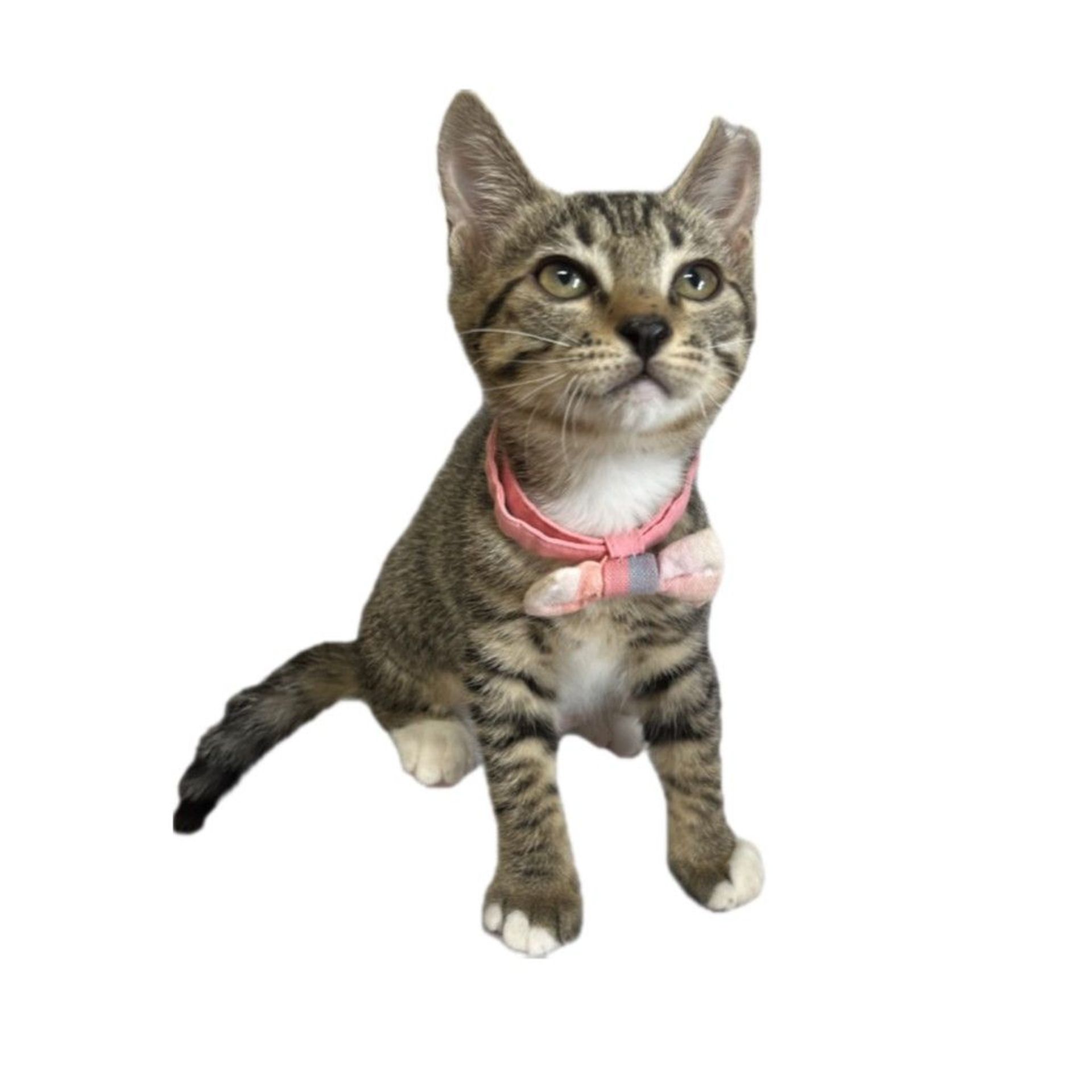 雑種（ミックス猫）・メスの里親募集の写真